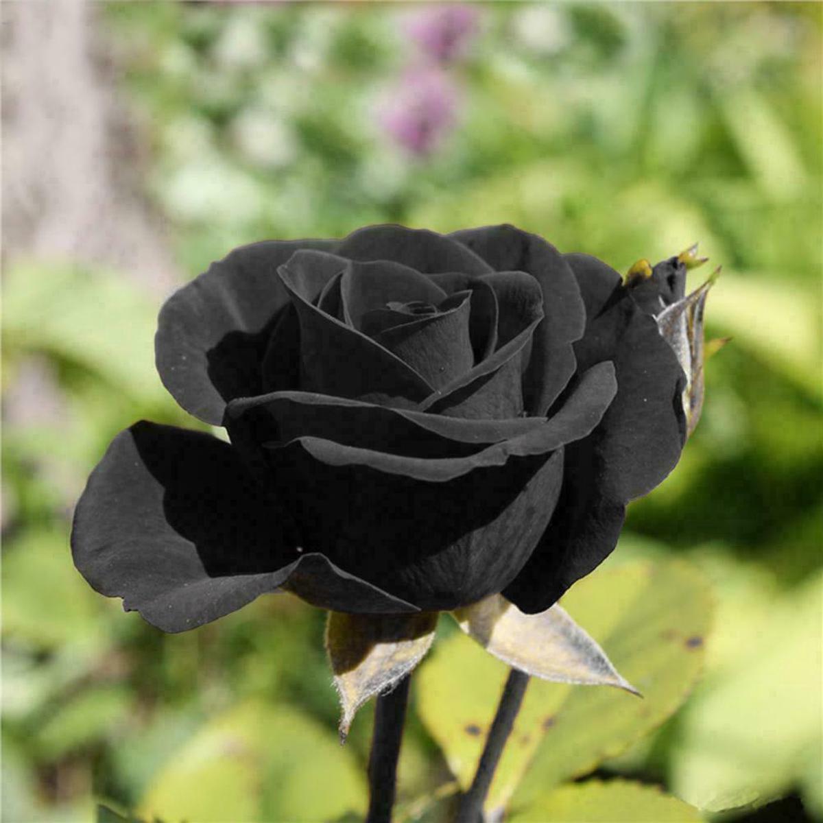 Black Rose Seeds  Dark Blooming Garden Rose for Outdoor Planting