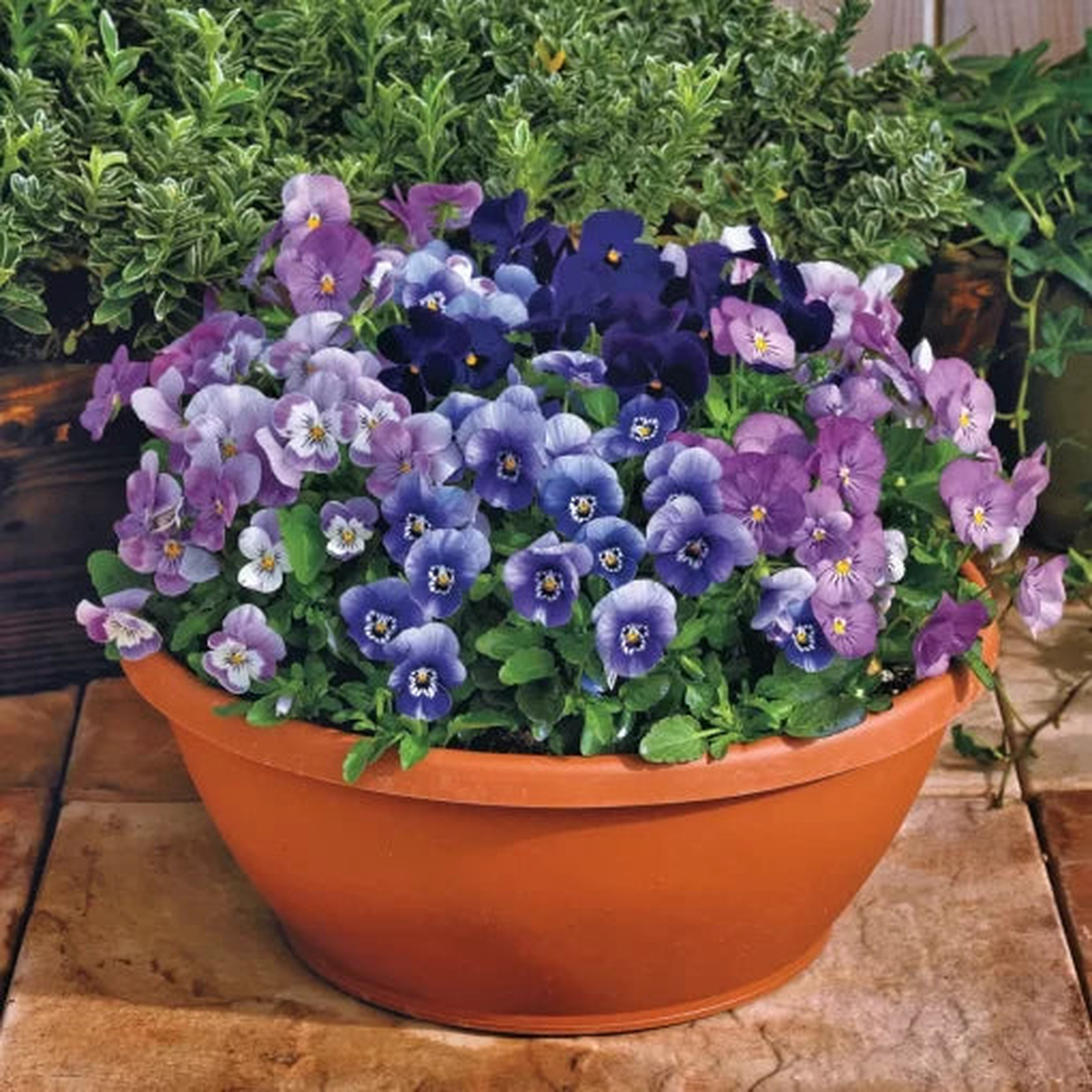 Blackberry Mix Viola Seeds | Bold Multicolor Viola Collection  Heirloom, Non-GMO, High Germination Organic Garden Seeds