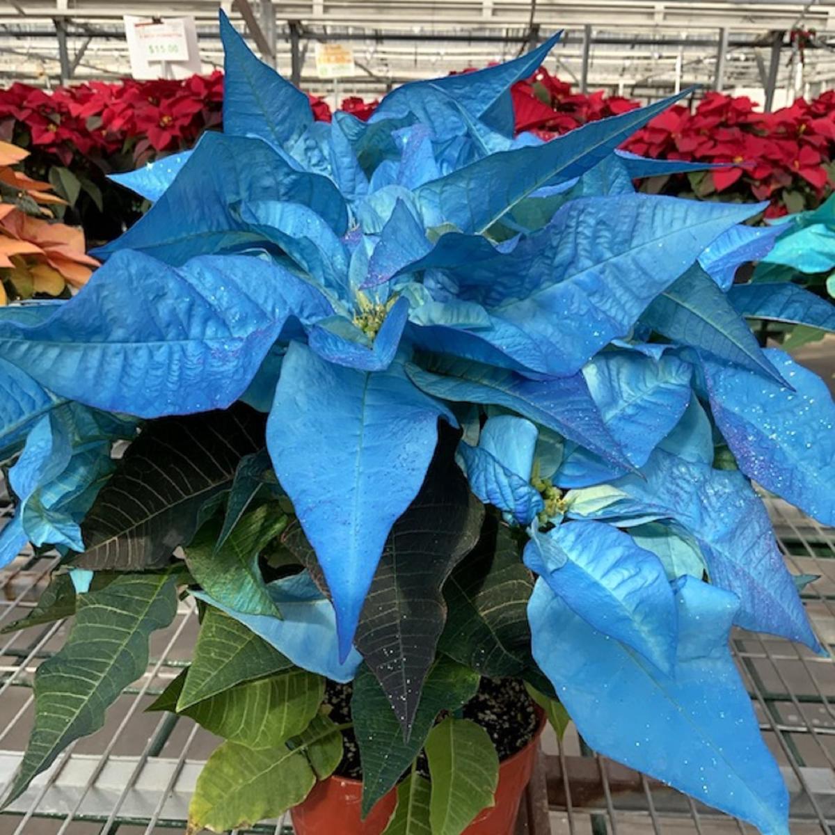 Blue Poinsettia Flower Seeds for Planting Heirloom, Non-GMO, Tropical, Perennial