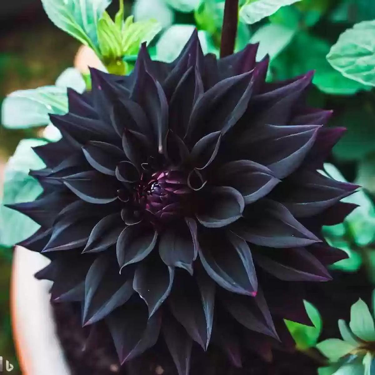 Carnation Black Flower seeds for Planting - Perfect for Borders, Heirloom & GMO Free Seeds for Home Garden