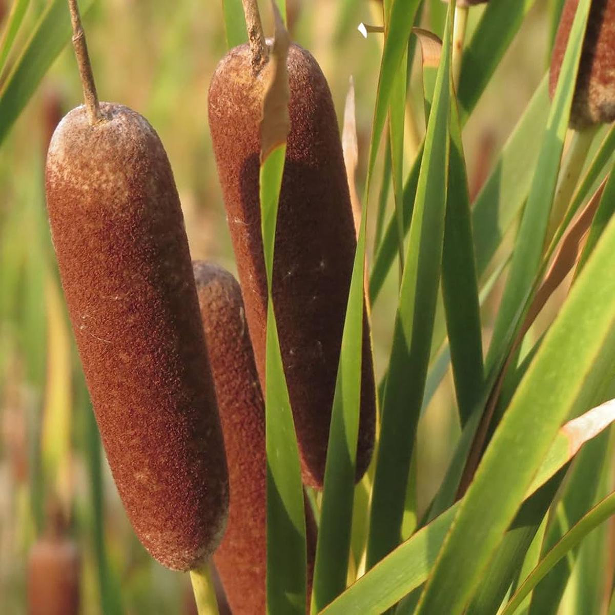 Cattails Flower seeds for Planting Seasonal Bloomer Heirloom & GMO Free Seeds for Home Garden Sale