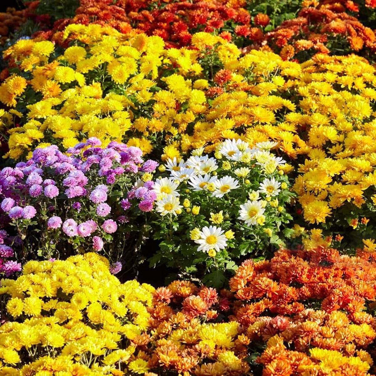 Chrysanthemum Mixed Colors Perennial Flower Seeds