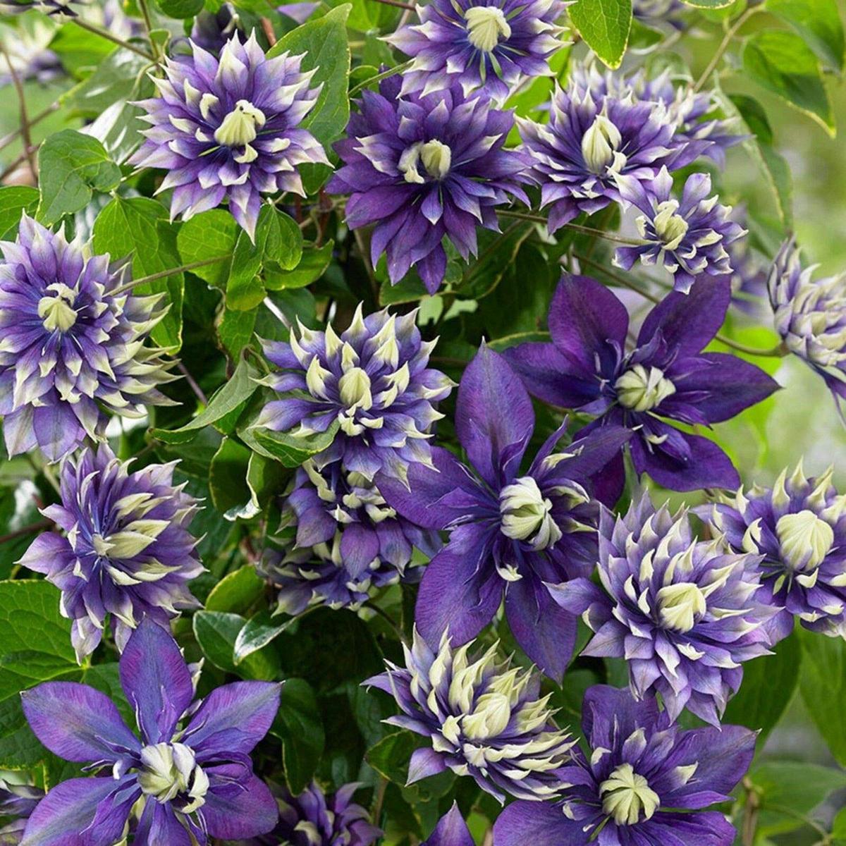 Clematis Double Dark Purple Flower Seeds for Planting Heirloom, Non-GMO, Easy to Grow, Perennial