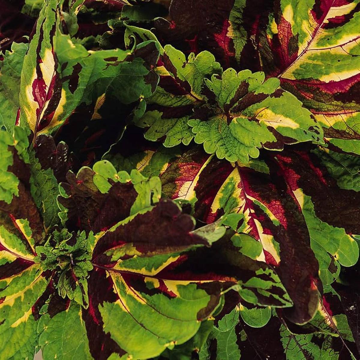 Coleus Plectranthus scutellarioides Kong Giant Mosaic foliage seeds for planting in indoor pots or garden borders