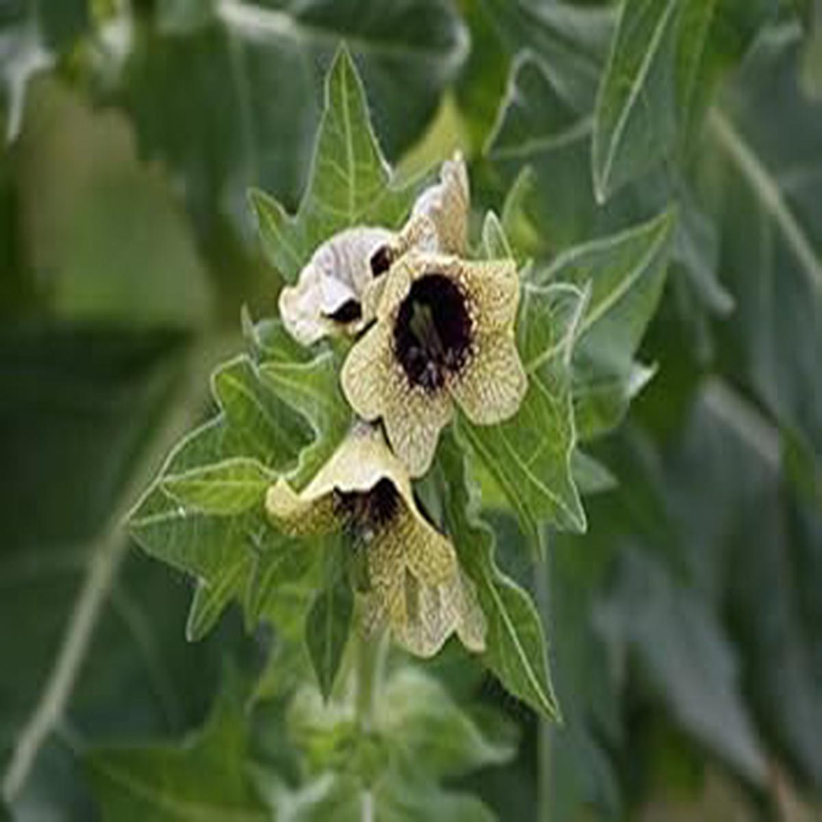 Cream Henbane Flower seeds for Planting - Vibrant Colors, Heirloom & GMO Free Seeds for Home Garden