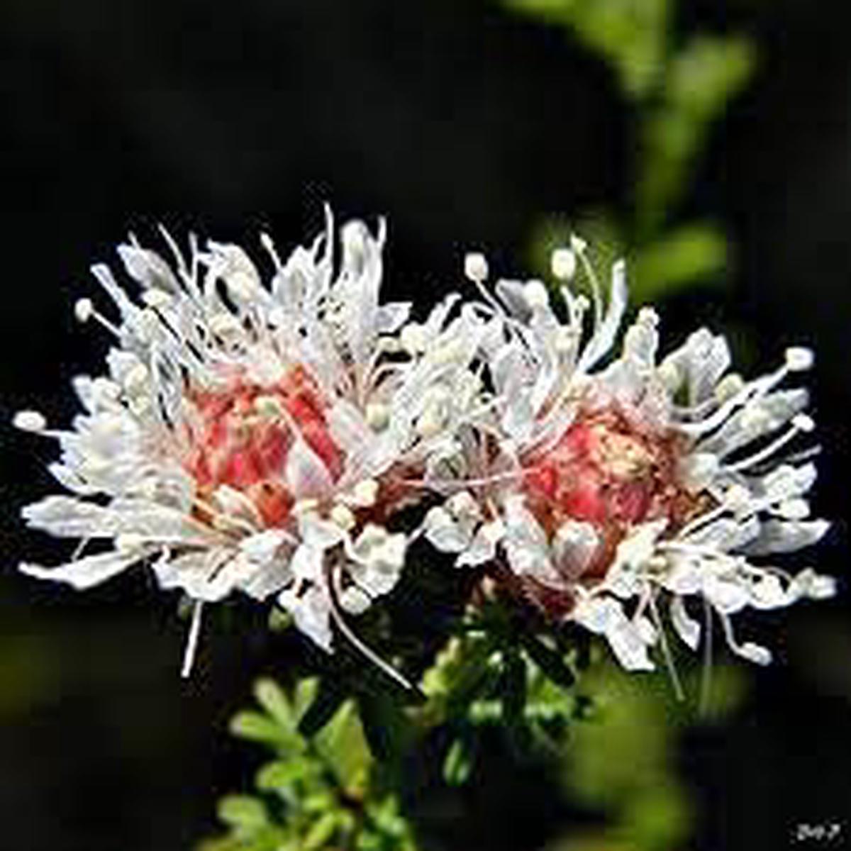 Dalea Pinnata Planting Seeds Heirloom, Non-GMO Seeds, High Germination, Organic Garden Flowers