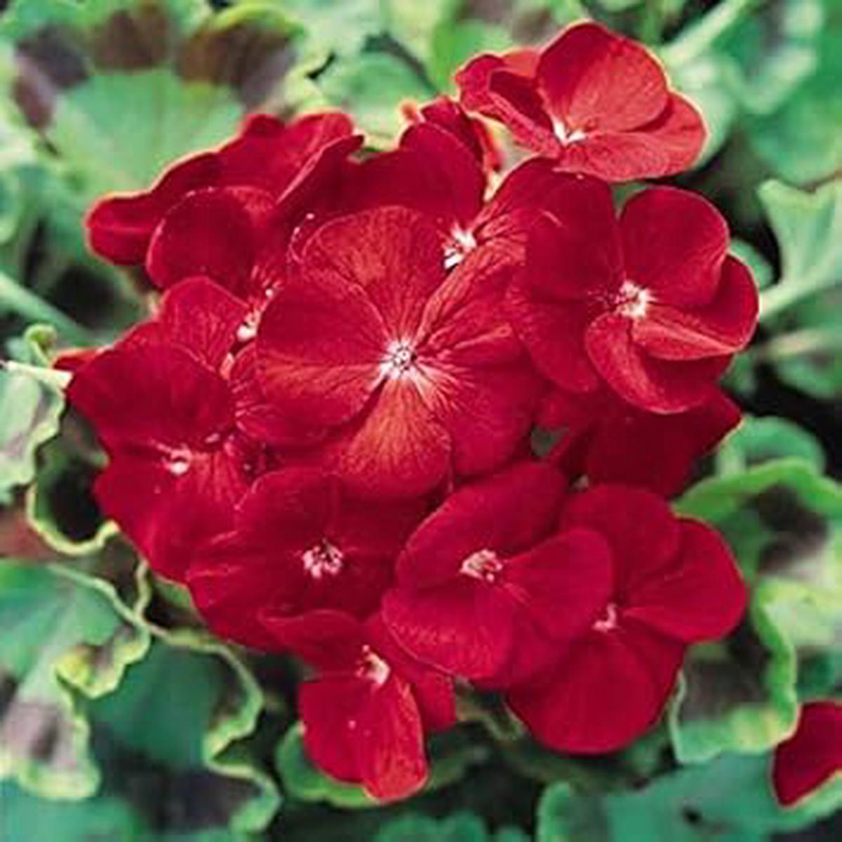 Deep Red Geranium Heirloom Non-GMO Seeds for Planting