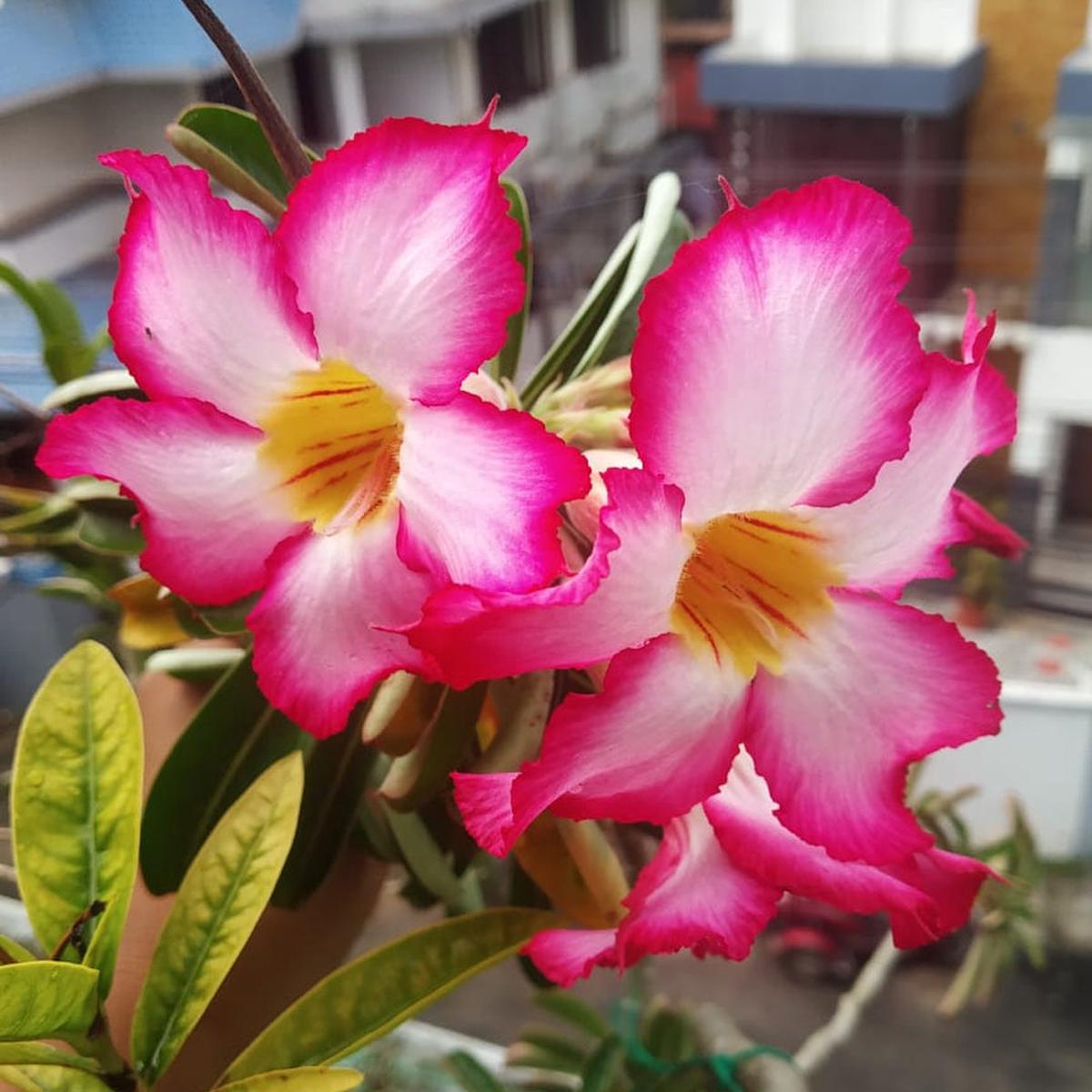 Dorset Adenium Flower Seeds for Planting  Drought Tolerant Heirloom Non-GMO High Germination Garden Seeds