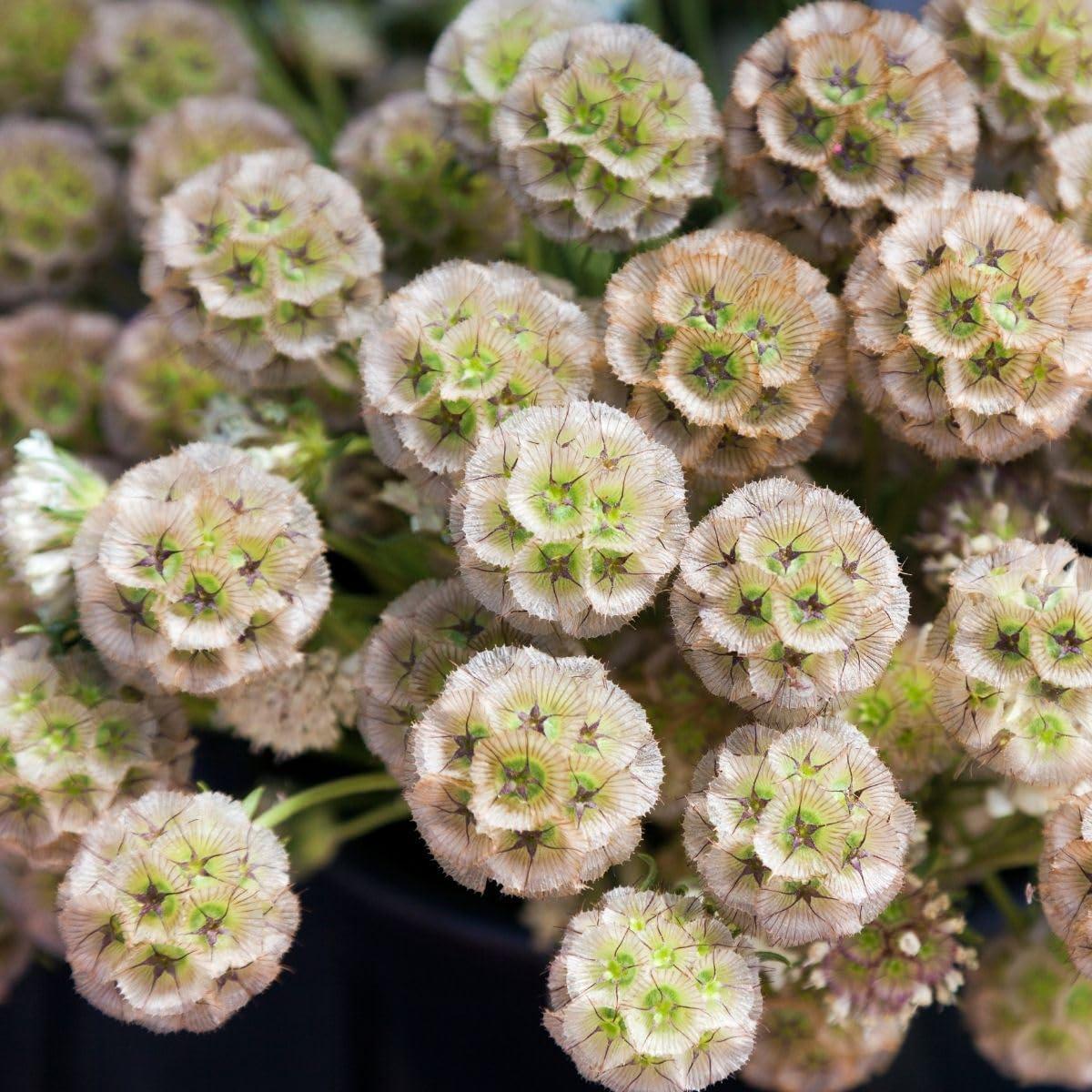 Drumstick Scabiosa Flower seeds for Planting Shade Tolerant Heirloom & GMO Free Seeds for Home Garden