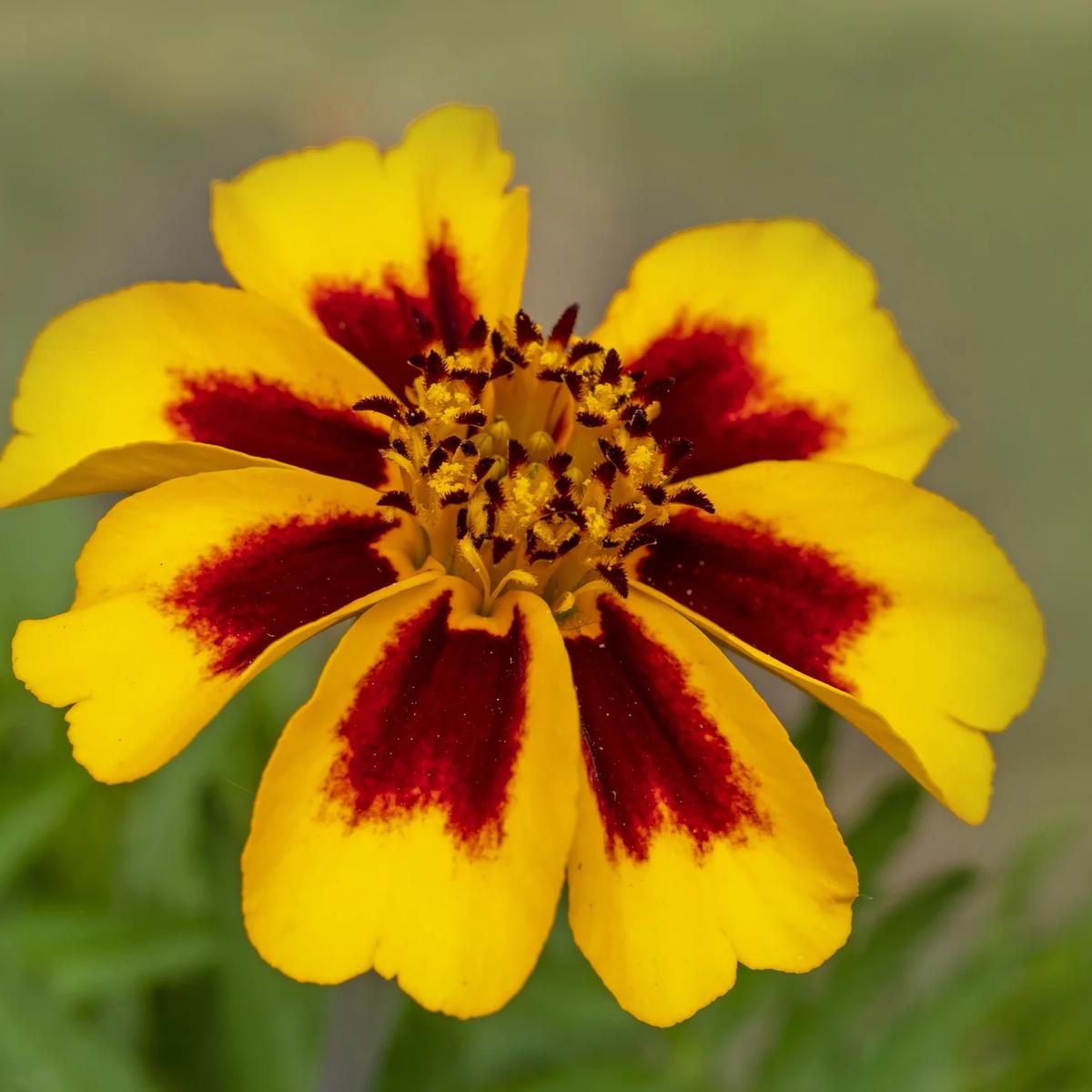 French Marigold Flower Seeds for Planting  Heirloom, Non-GMO, Easy to Grow, Annual