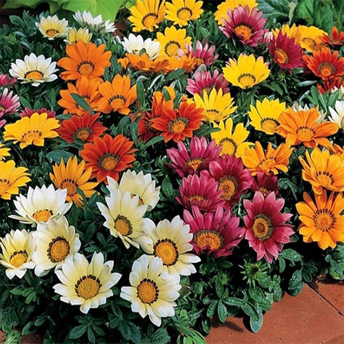 Gazania Sole Mix Gazania rigens Seeds for Planting flower bed drought tolerant garden