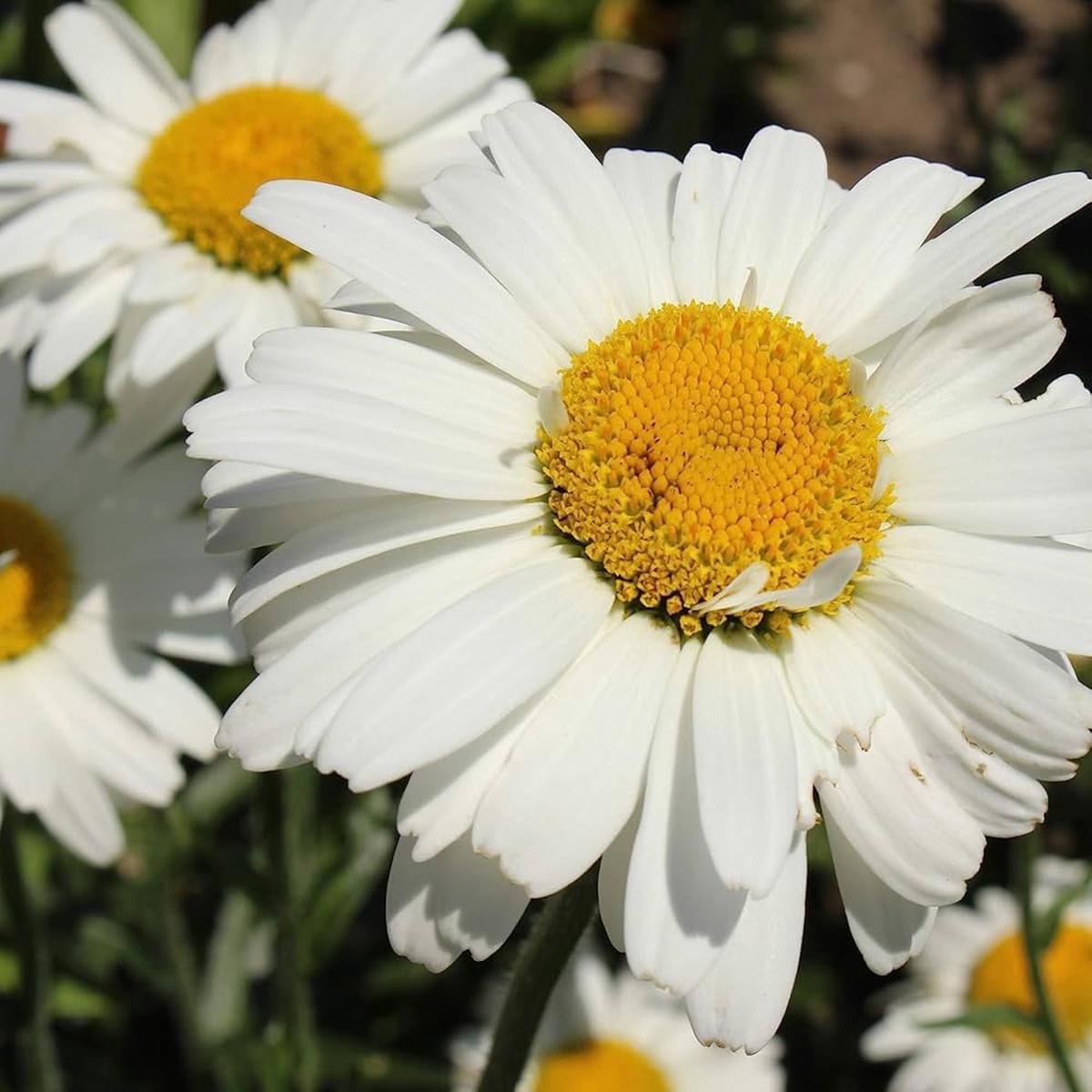 Gemalten Daisy Wildflower Seeds  American Butterfly-Attracting Bloom Mix