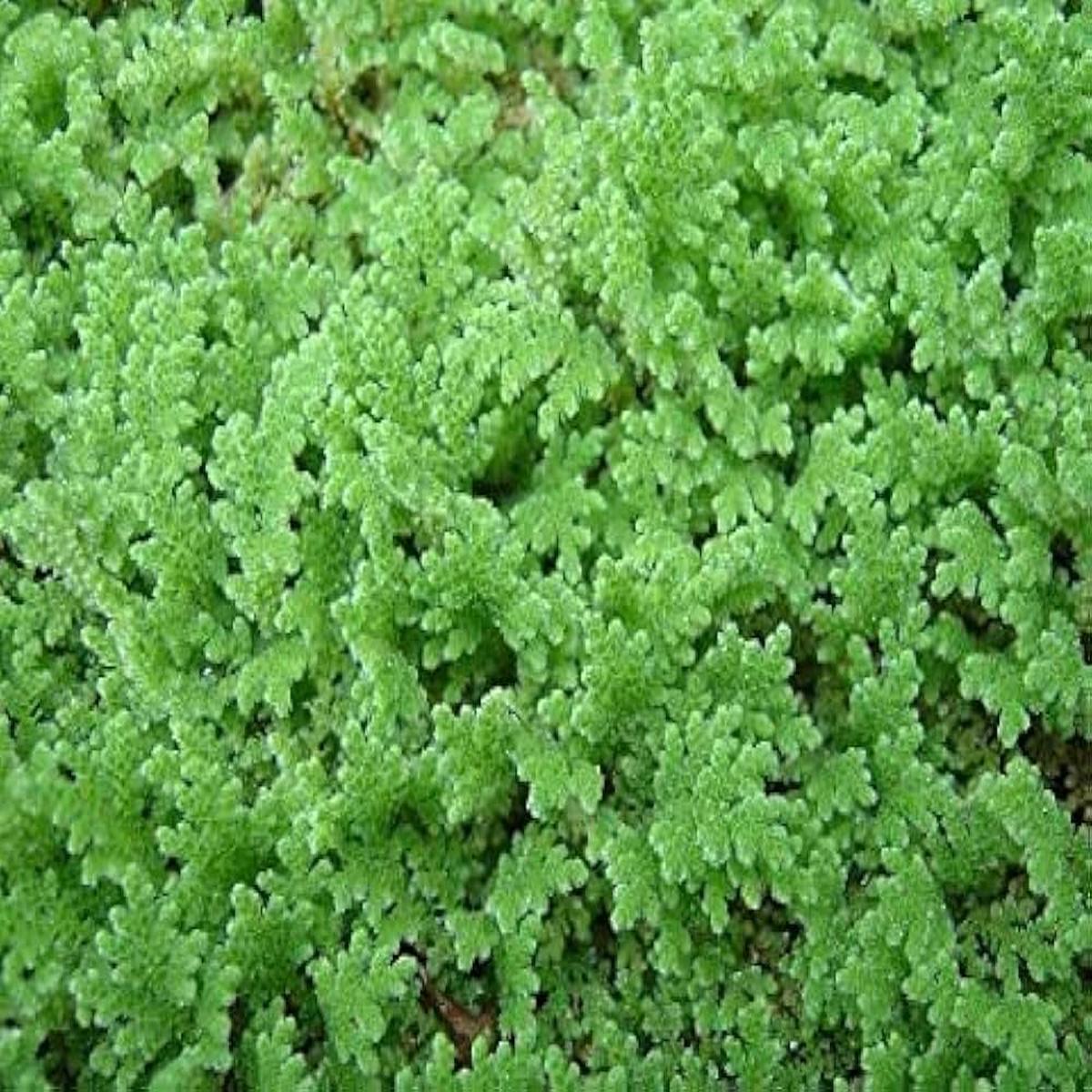 Gray Crested Fern Plant Seeds for Planting  Heirloom & Non-GMO High Germination Organic Garden Seeds