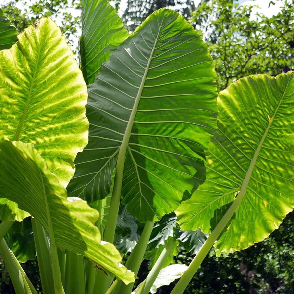 Green Alocasia Macrorrhizos Flower seeds for Planting Garden Favorite Heirloom & GMO Free Seeds for Home Garden Sale