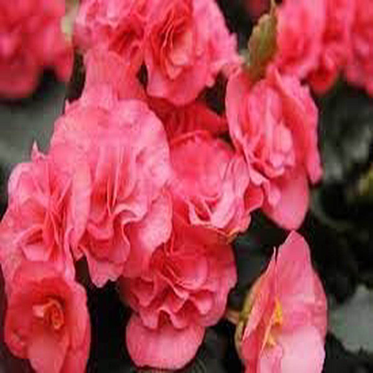 Heirloom Begonia Flower seeds for Planting Hardy Variety Heirloom & GMO Free Seeds for Home Garden