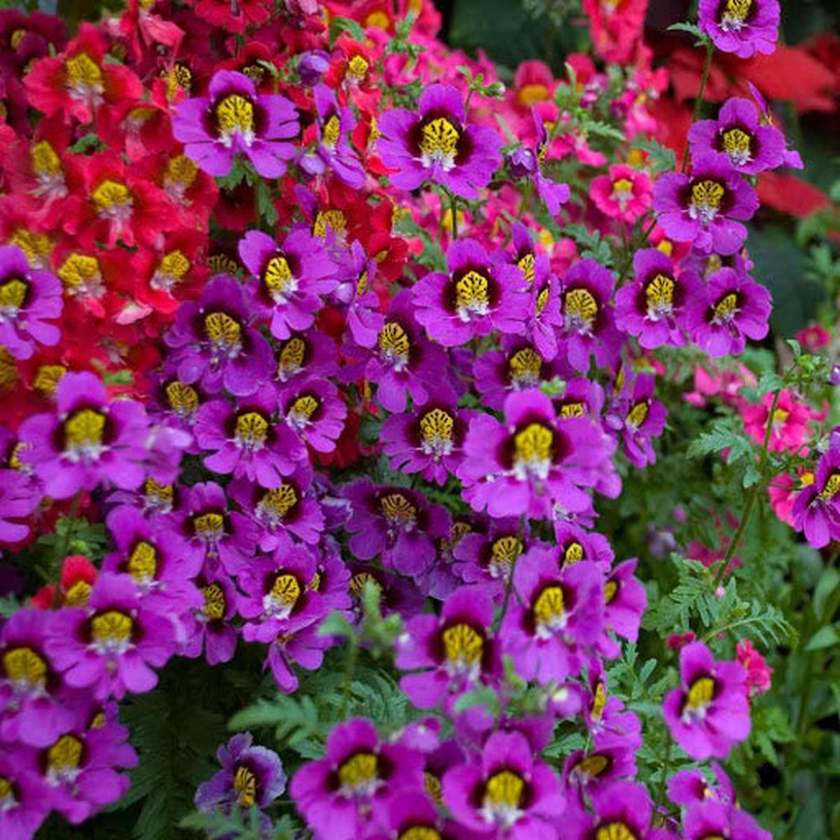 Heirloom Butterfly Orchids Mixed Flower Seeds  Non-GMO Exotic Garden Blooms for Planting