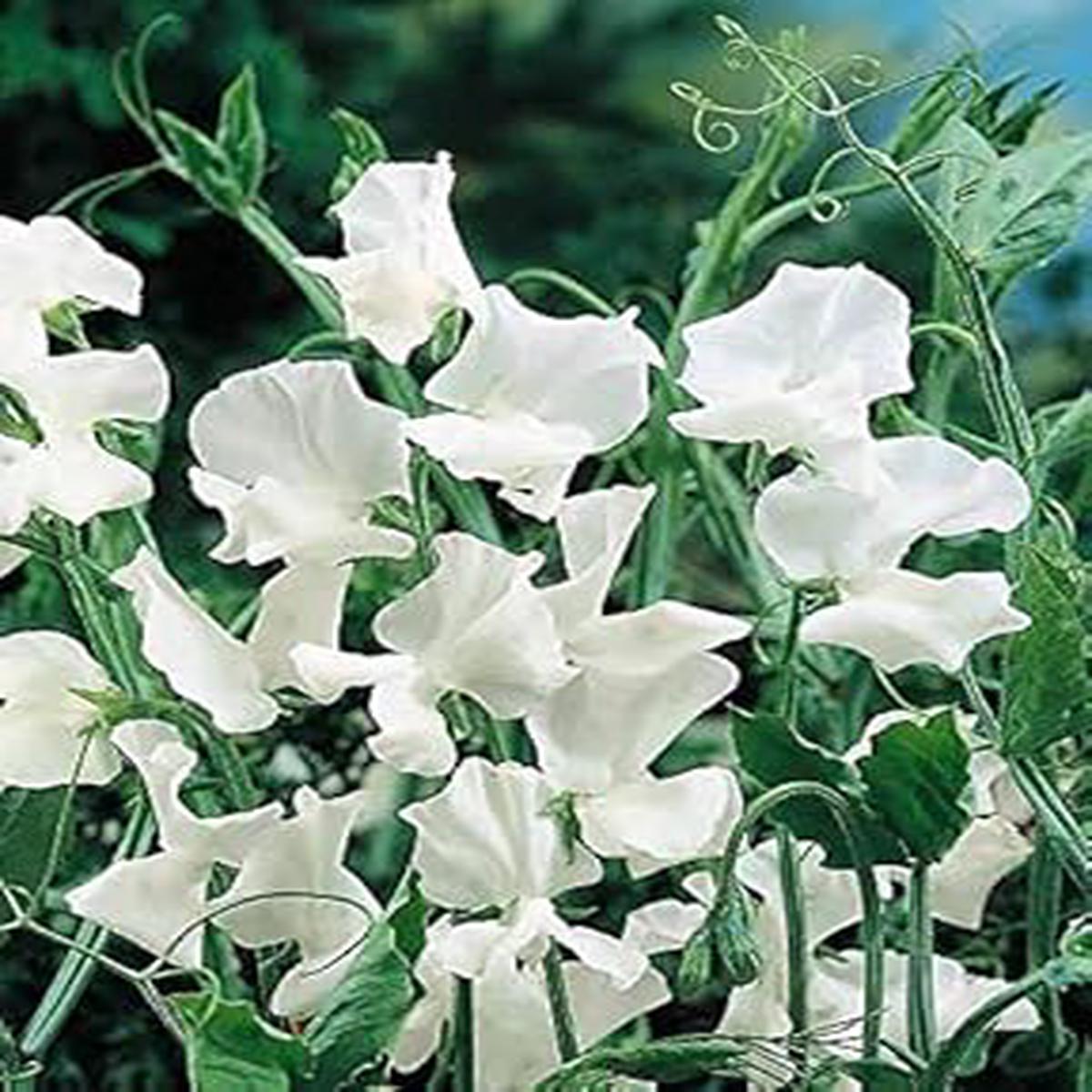 Heirloom Non-GMO Sweet Pea Jilly Flower Seeds for Planting  Fragrant Climbing Blooms, Organic Garden Seeds