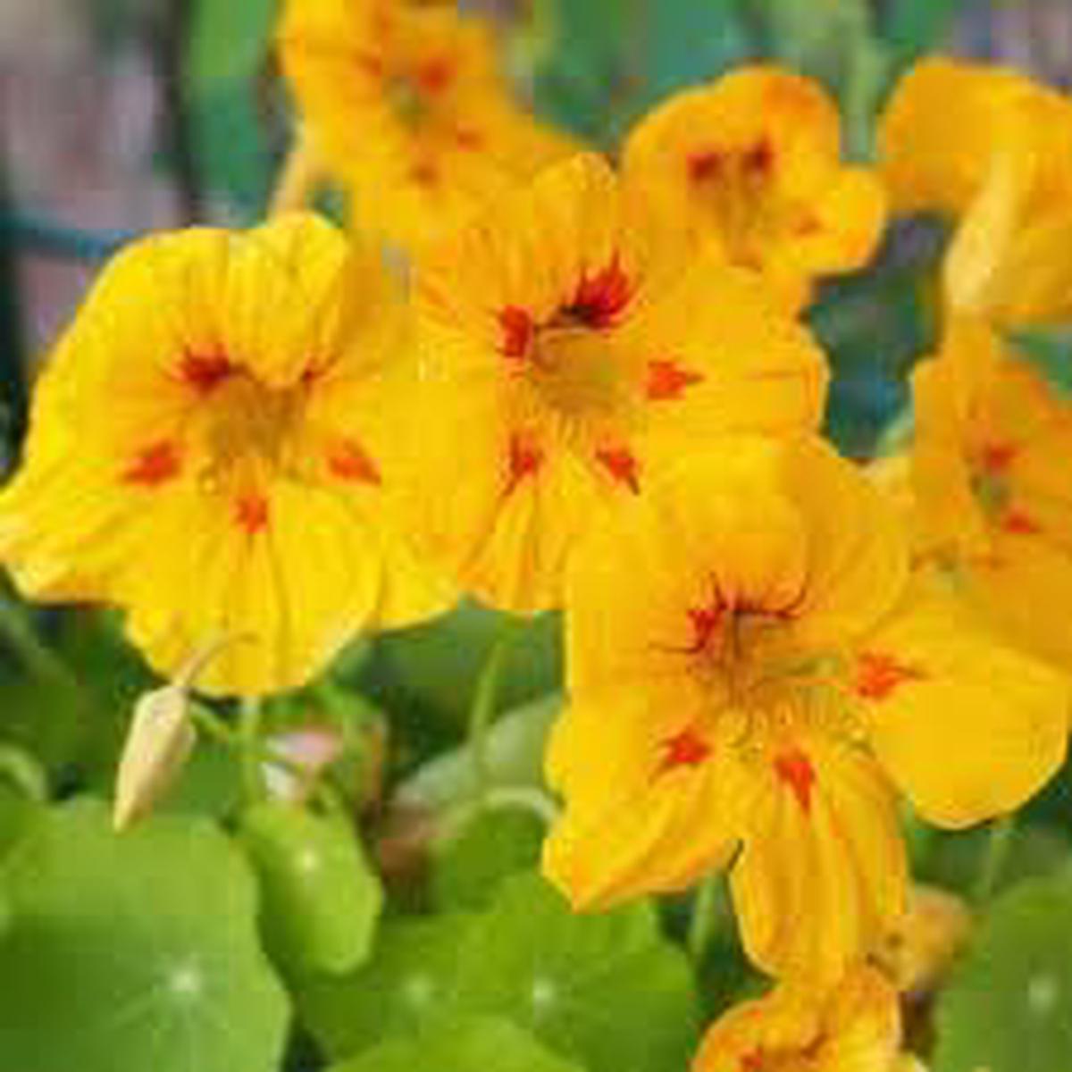 Heirloom Non-GMO Yellow Nasturtium Flower Seeds for Planting High Germination Organic Garden Seeds