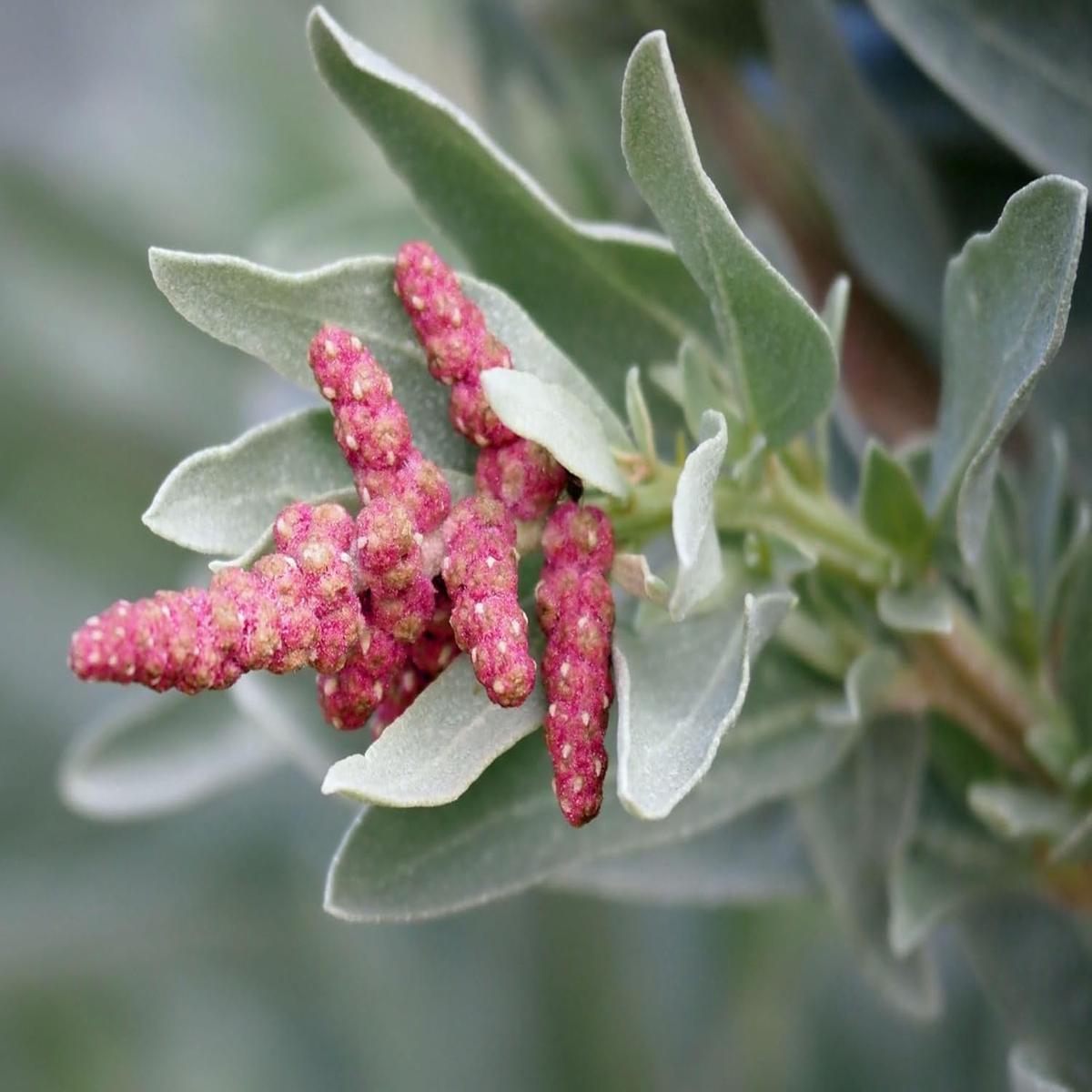 Heirloom Saltbush Plant Seeds for Planting Non-GMO, Organic Garden Seeds with High Germination