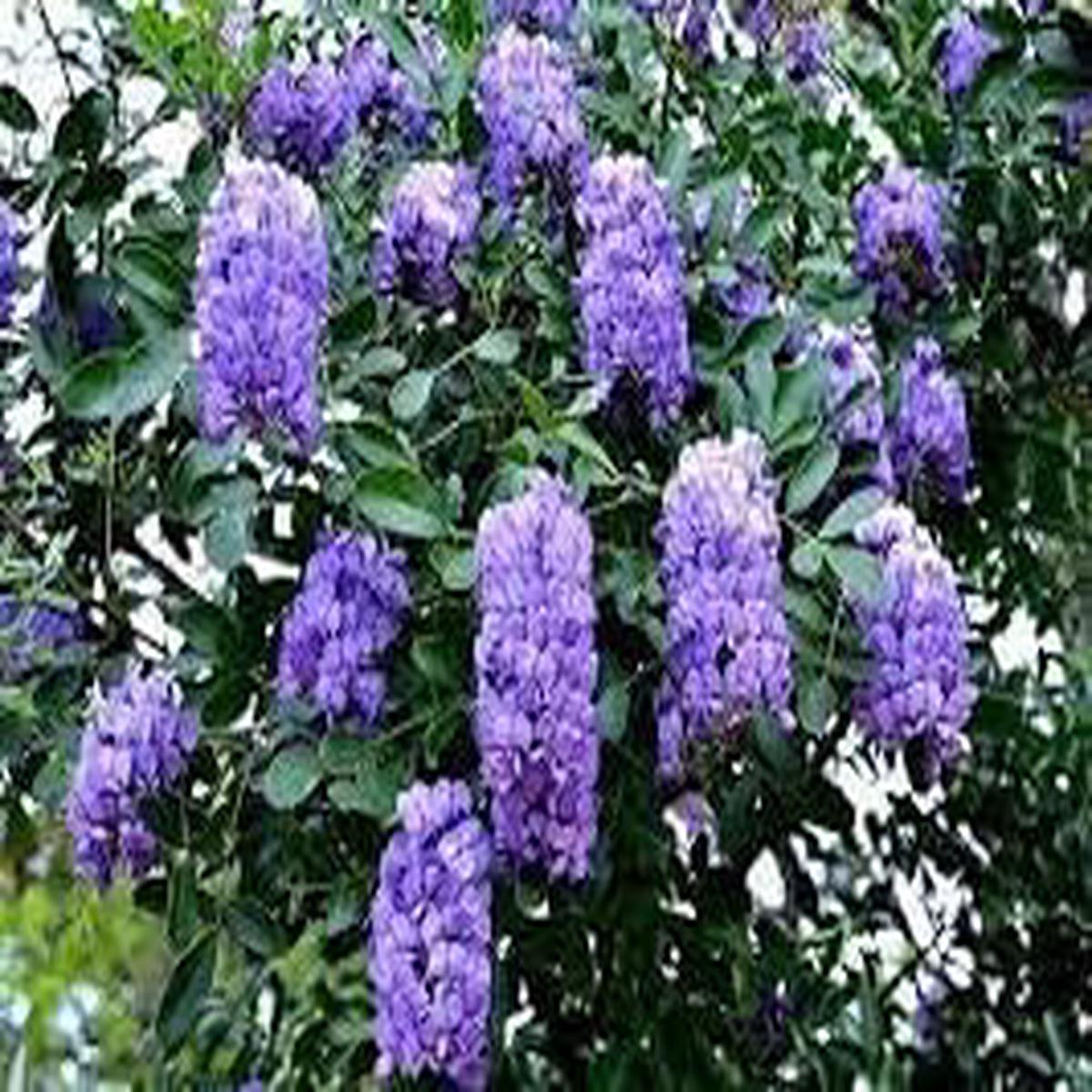 Heirloom Sophora Secundiflora Flower seeds for Planting Compact Growth Heirloom & GMO Free Seeds for Home Garden