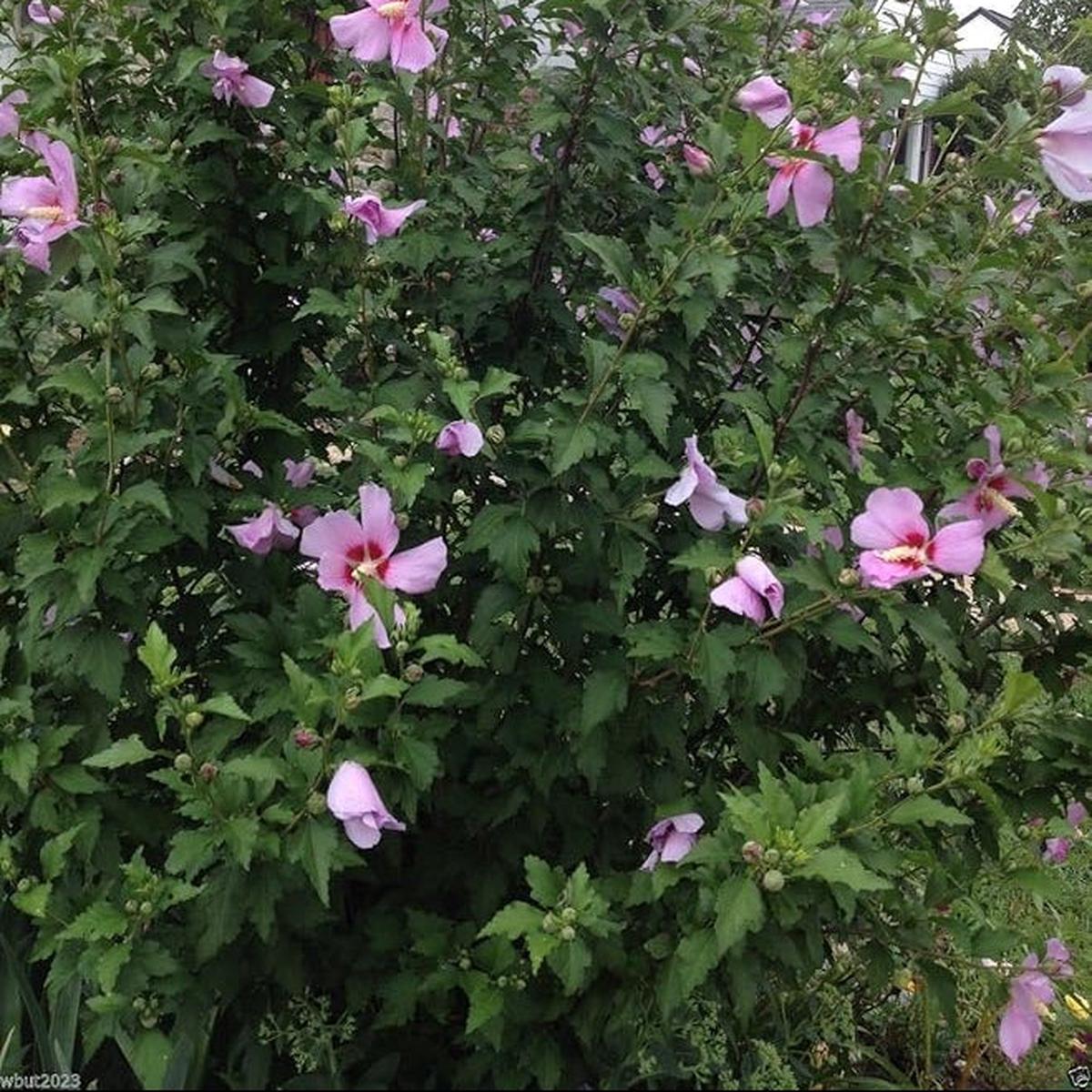 Hibiscus Rose of Sharon (Hibiscus syriacus) Seeds - Cold Hardy, Perennial