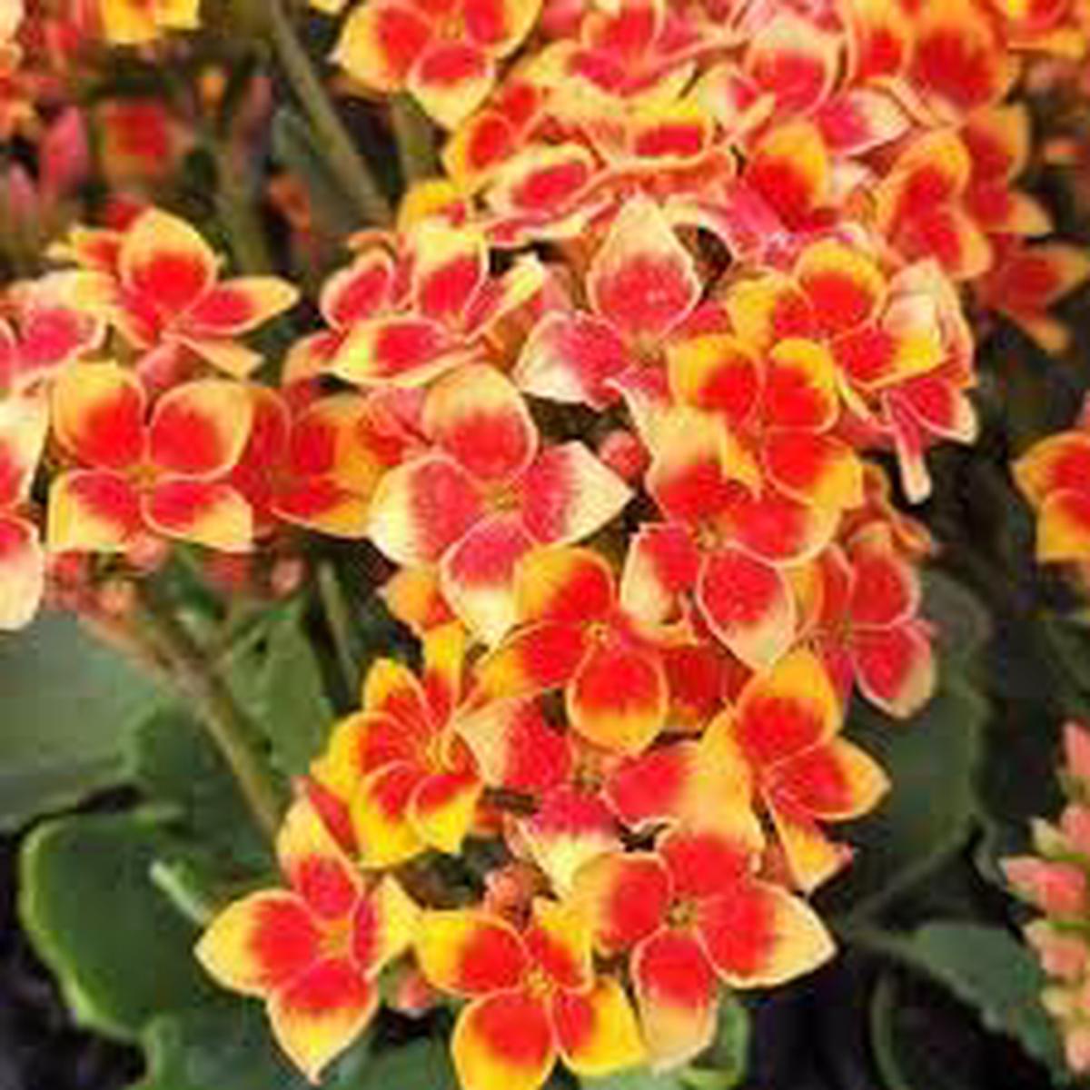 Kalanchoe Red Orange Flower seeds for Planting - Pollinator Friendly, Heirloom & GMO Free Seeds for Home Garden