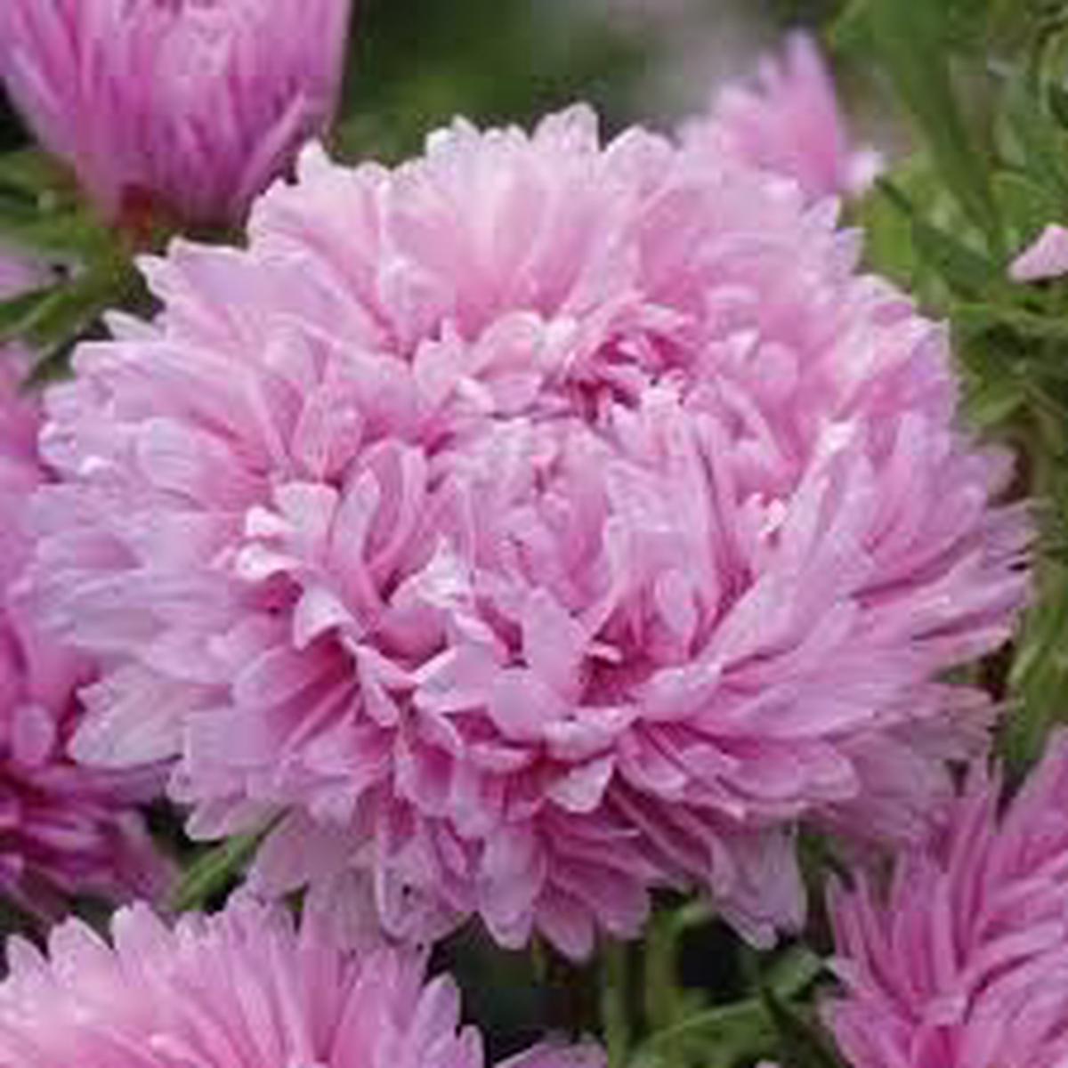 Light Purple China Aster Flower Seeds for Planting  Heirloom, Non-GMO, High Germination Organic Garden Seeds