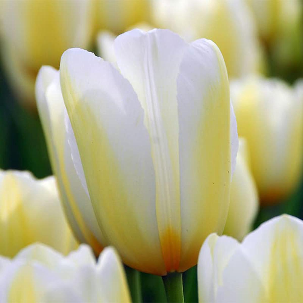 Light Yellow Tulip Flower Seeds for Planting  Heirloom Non-GMO, High Germination Organic Garden Seeds
