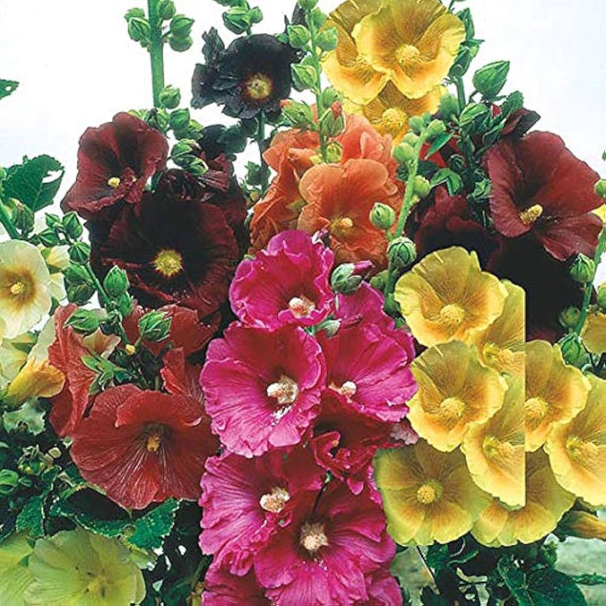 Malve Super-Single-Mix Seeds for Planting home garden flower bed