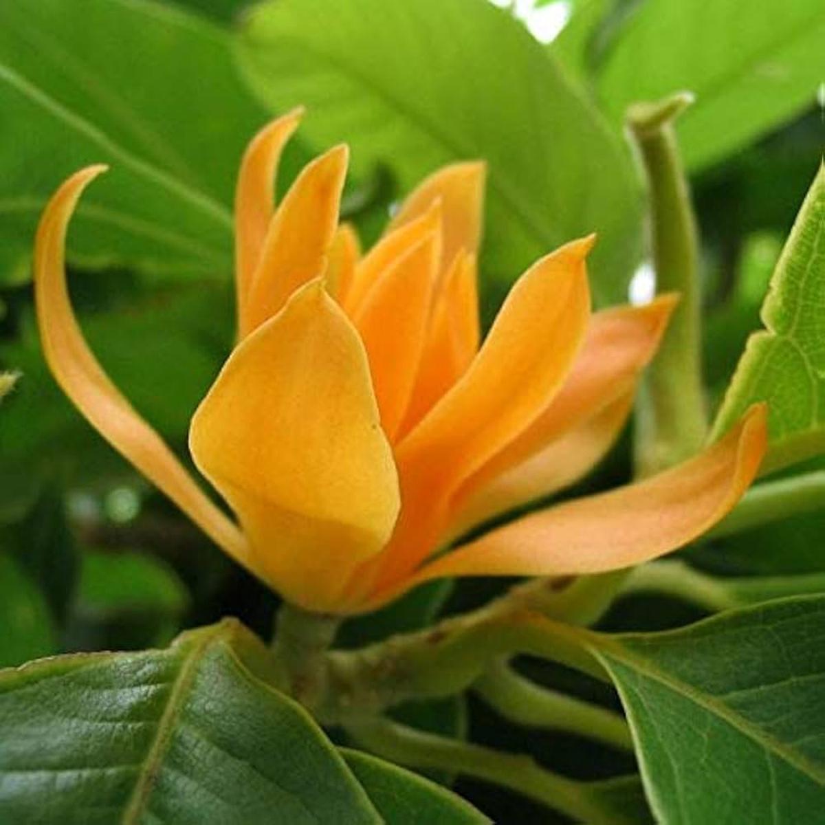 Michelia Flower Seeds for Planting Heirloom, Non-GMO, High Germination Organic Garden Seeds