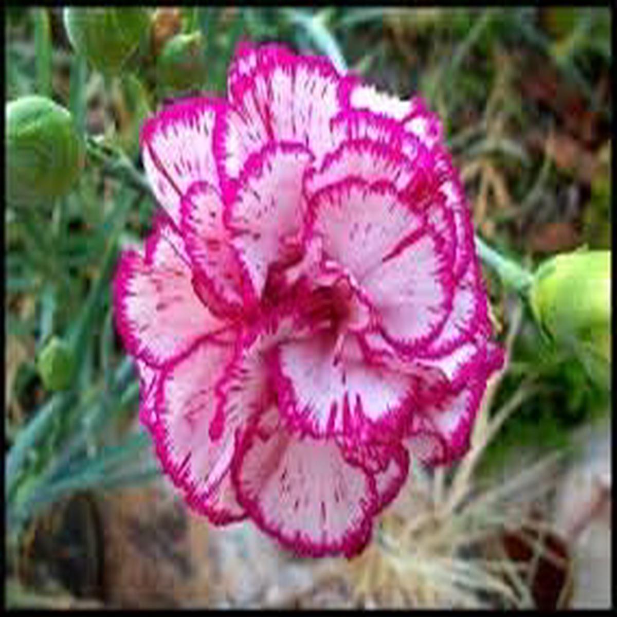 Mini Violet Flower Seeds in White Pink  Heirloom Non-GMO High Germination Organic Garden Seeds for Planting