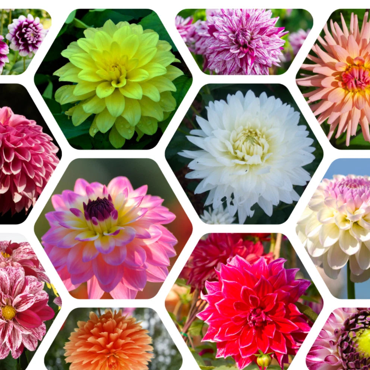 Mix Color Rare Dahlia Perennial Seeds D027  Heirloom, Non-GMO, High Germination Organic Garden Seeds