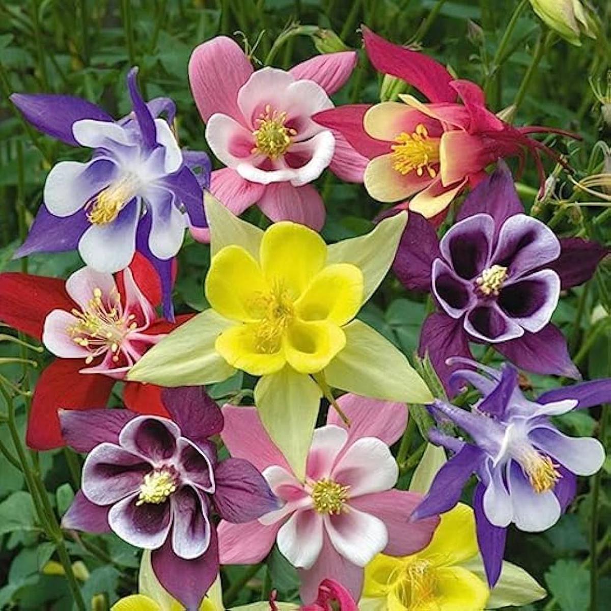 Mixed Columbine Flower Seeds Heirloom Non-GMO Perennial Blooms for Cottage Garden Planting