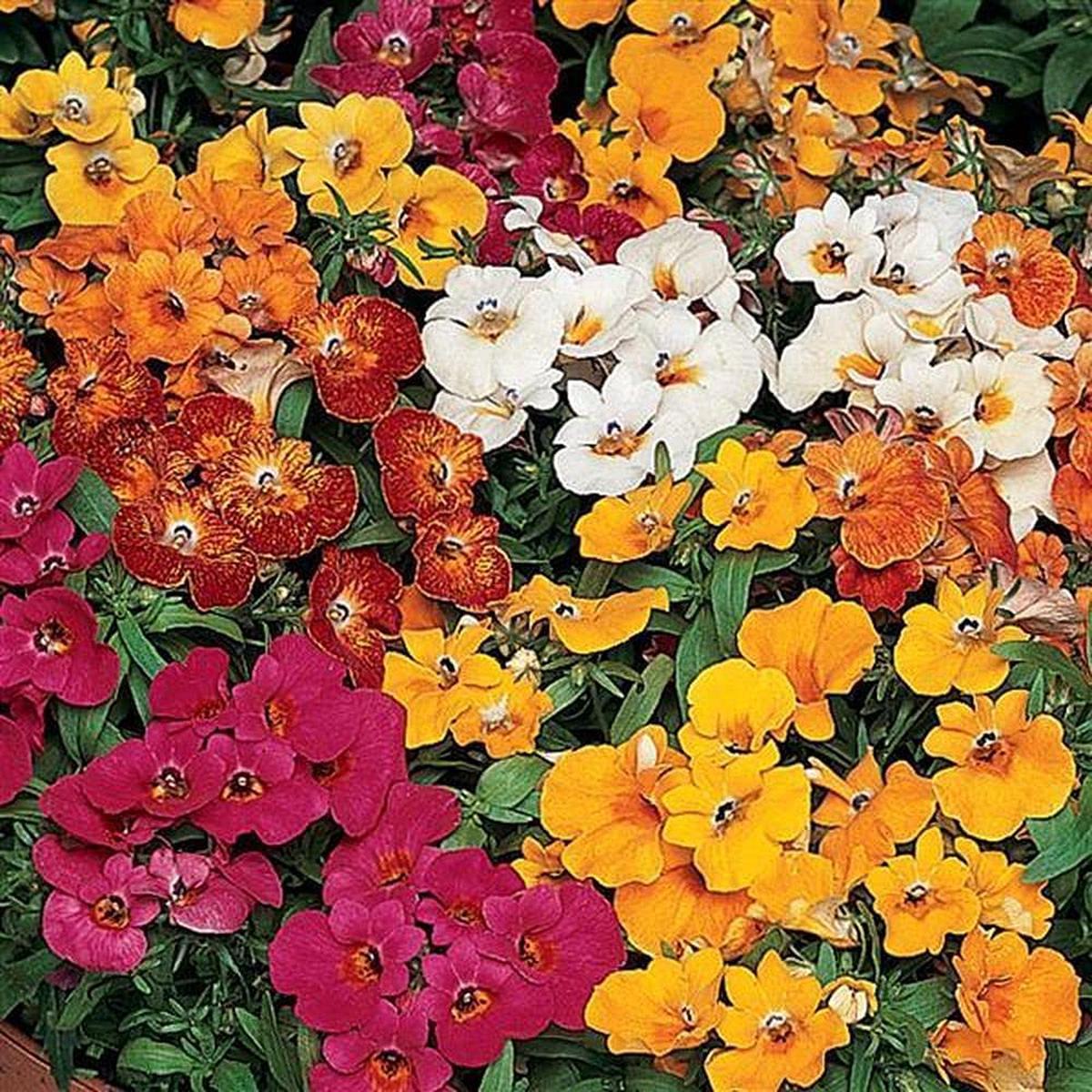 Nemesia Masquerade Seeds Colorful Bi-Color Annual Garden Flowers