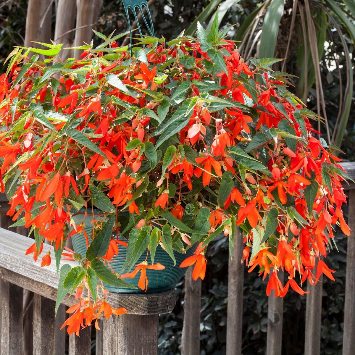Orange Bossa Nova Flower seeds for Planting - Pollinator Friendly, Heirloom & GMO Free Seeds for Home Garden