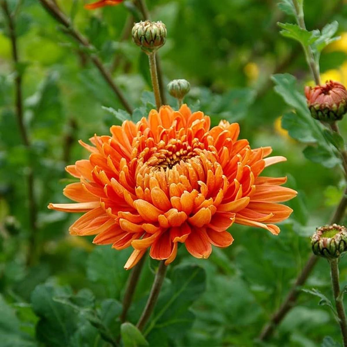 Orange Chrysanthemum Flower Seeds for Planting  Wildflower Heirloom, Non-GMO, High Germination Garden Seeds