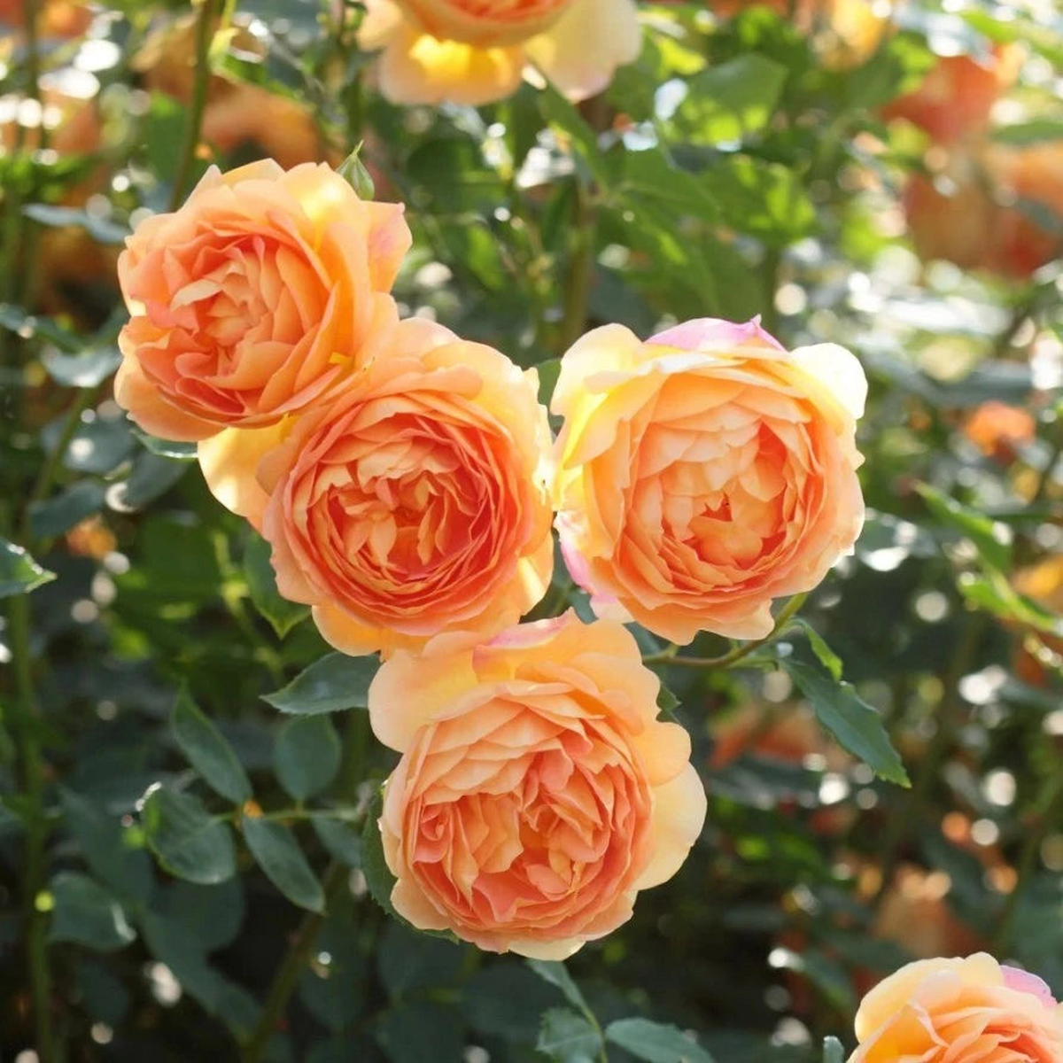 Orange Climbing Rose Seeds - Seeds - Rose Flower Gardening  Heirloom, Non-GMO, High Germination Organic Garden Seeds