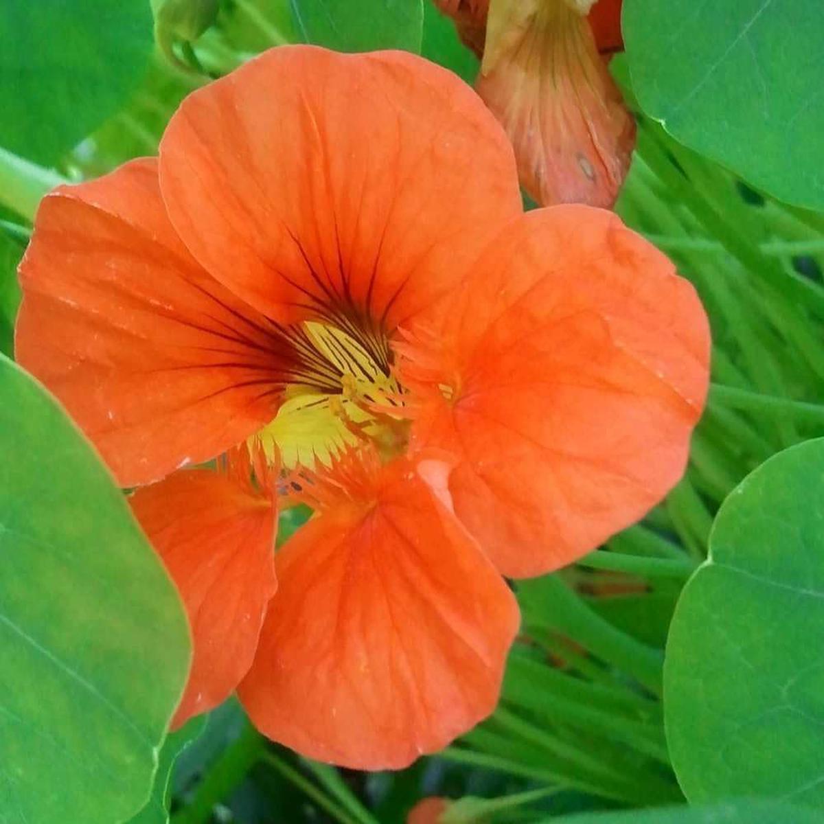 Orange Hanging Nasturtium Seeds for Planting Heirloom, Non-GMO, Bright Blooms, High Germination Organic Garden Seeds