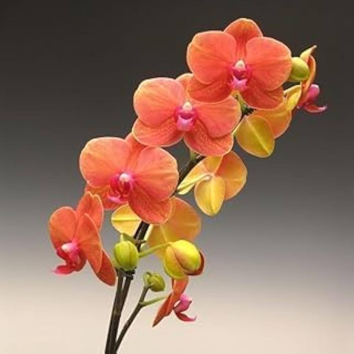 Orange Phalaenopsis Orchid Flower Seeds for Planting Heirloom Non-GMO High Germination Organic Garden Seeds