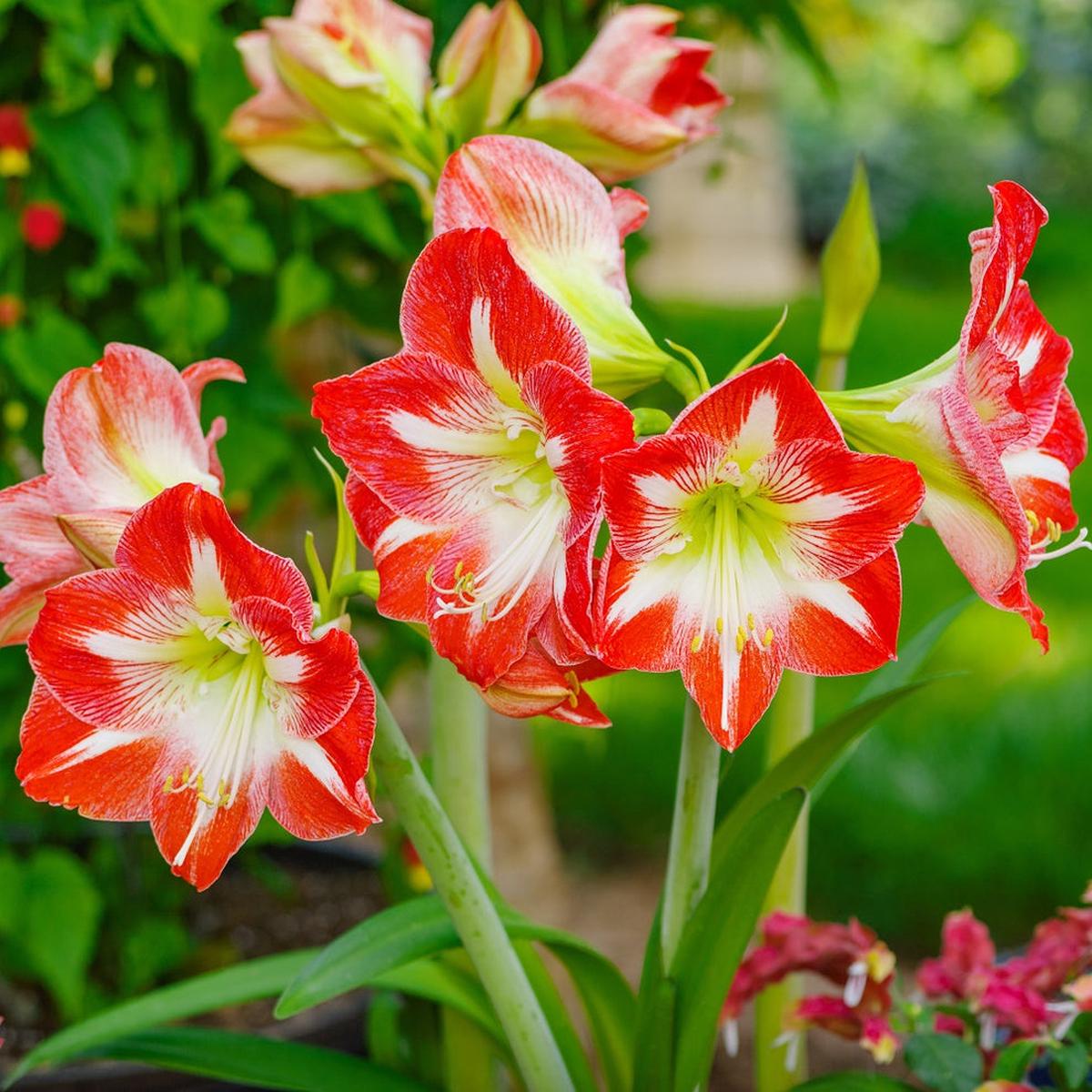 Organic Heirloom Non-GMO Amaryllis Seeds for Planting Healthy Vibrant Blooms