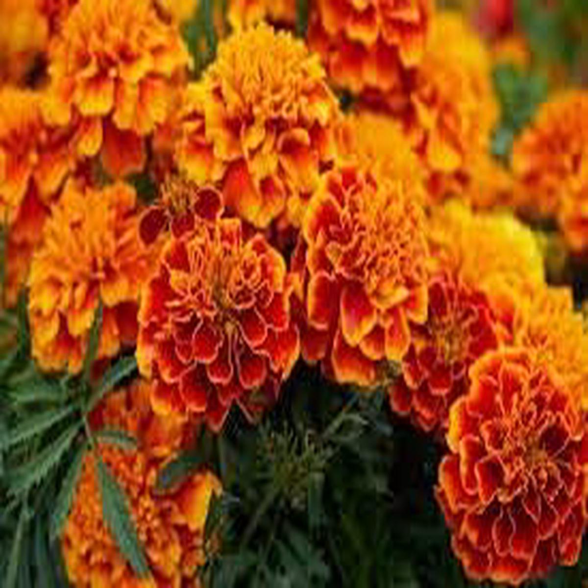 Organic Maroon Red Marigold Flower Seeds for Planting Heirloom, Non-GMO High Germination Garden Seeds