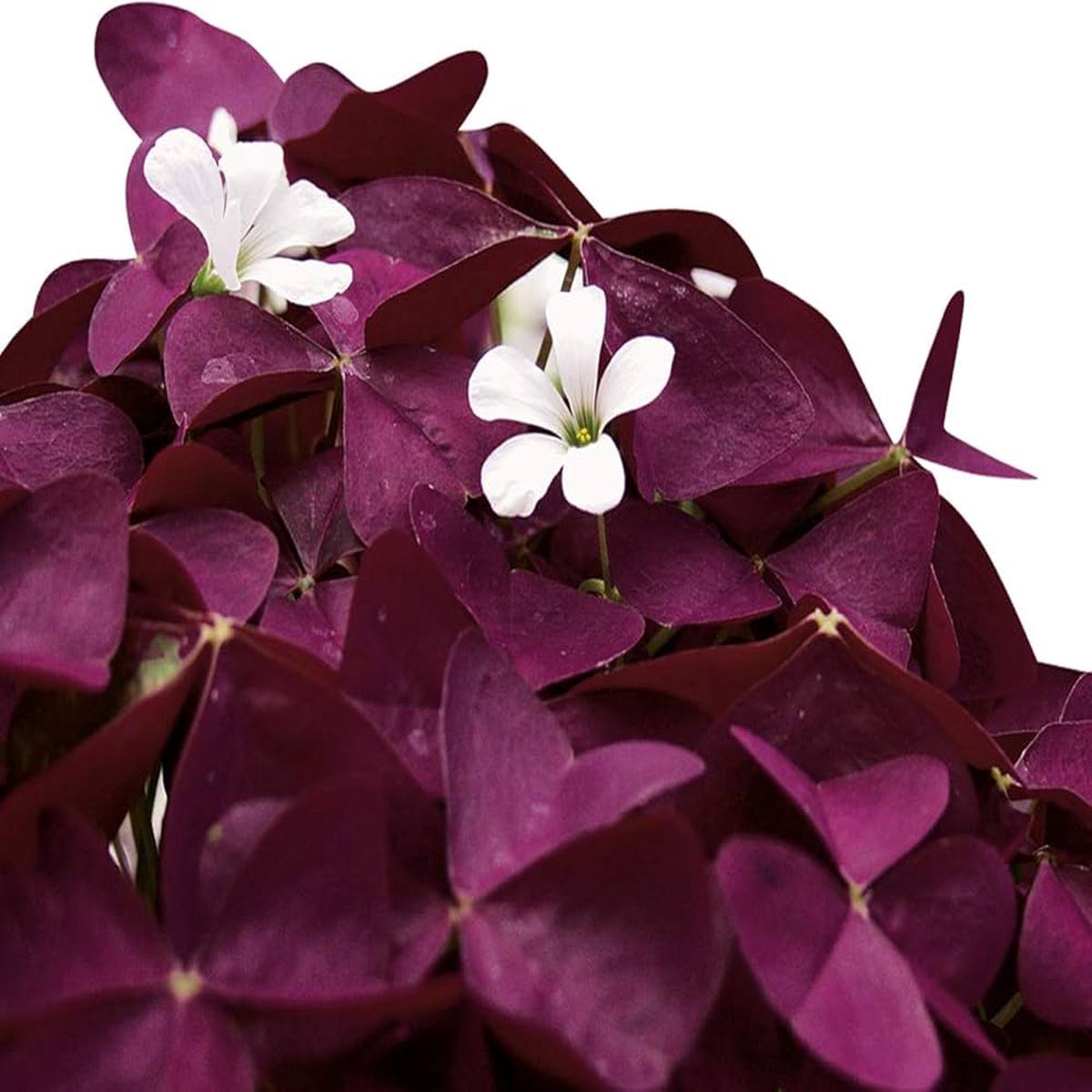 Oxalis Corymbosa Flower Seeds  Heirloom, Non-GMO Seeds for Planting Colorful Garden Blooms