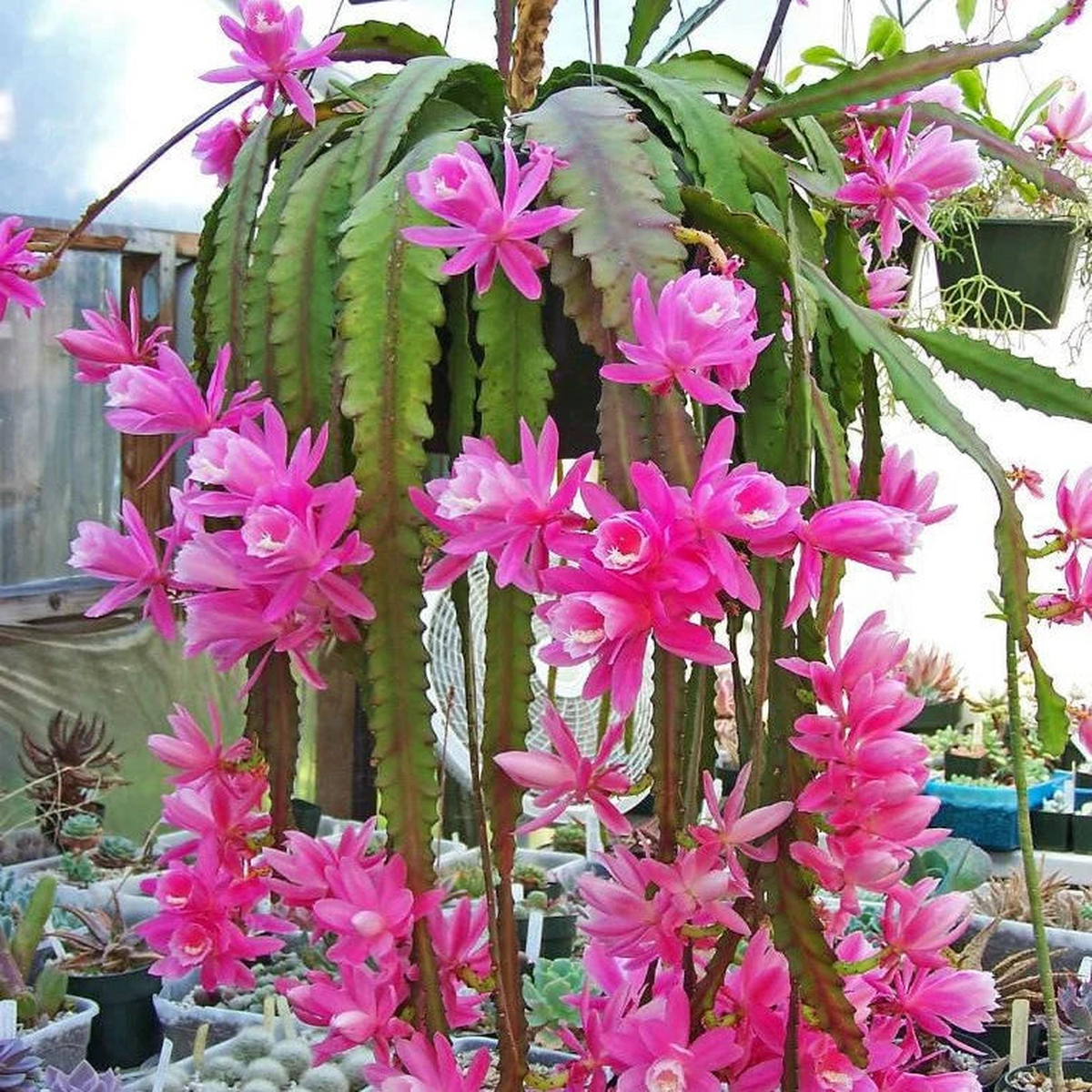 Pale Pink Nopalxochia Flower Seeds for Planting  Heirloom, Non-GMO, High Germination Cactus Seeds