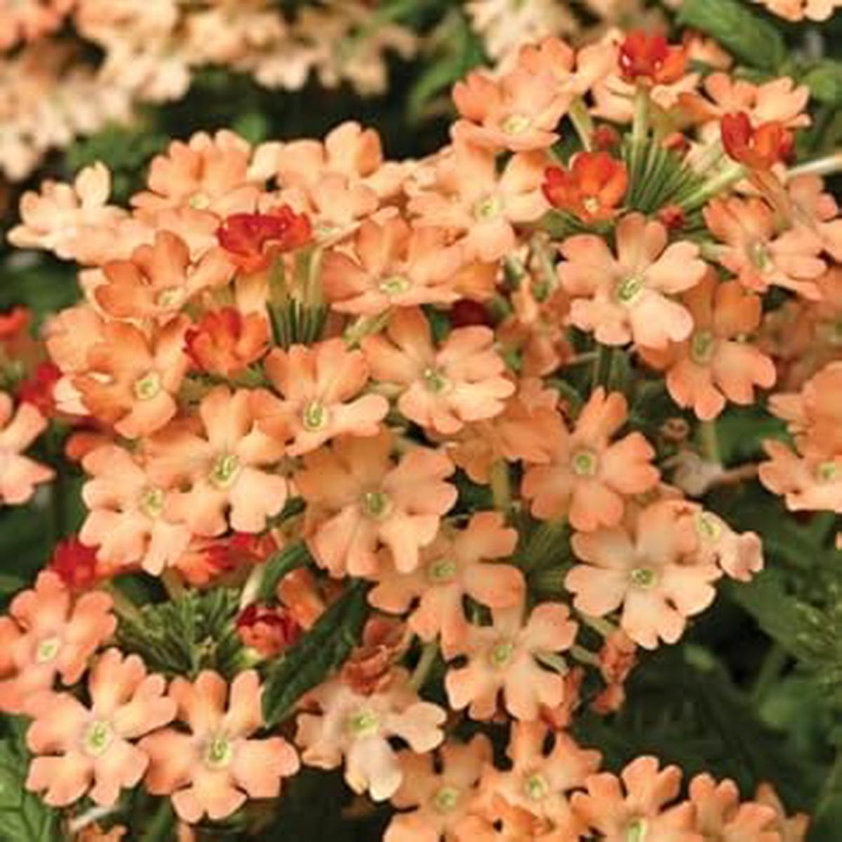 Peach Verbena Didyma Flower Seeds for Planting 100