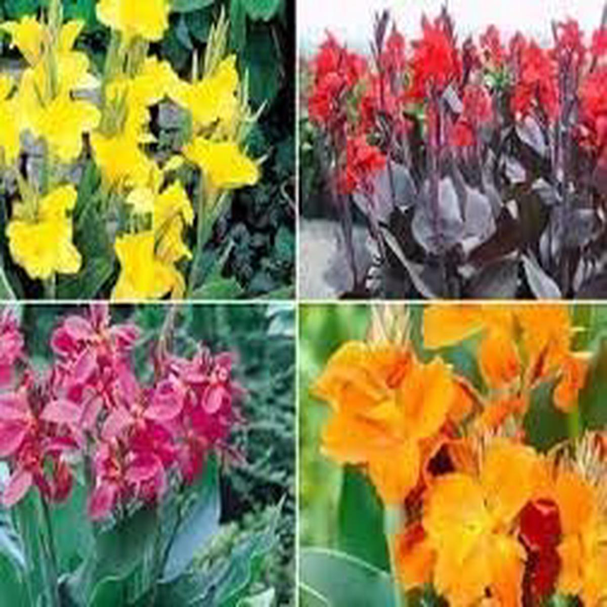 Perennial Canna Flower Seeds for Planting Colorful Display, Heirloom, Non-GMO, High Germination Garden Seeds