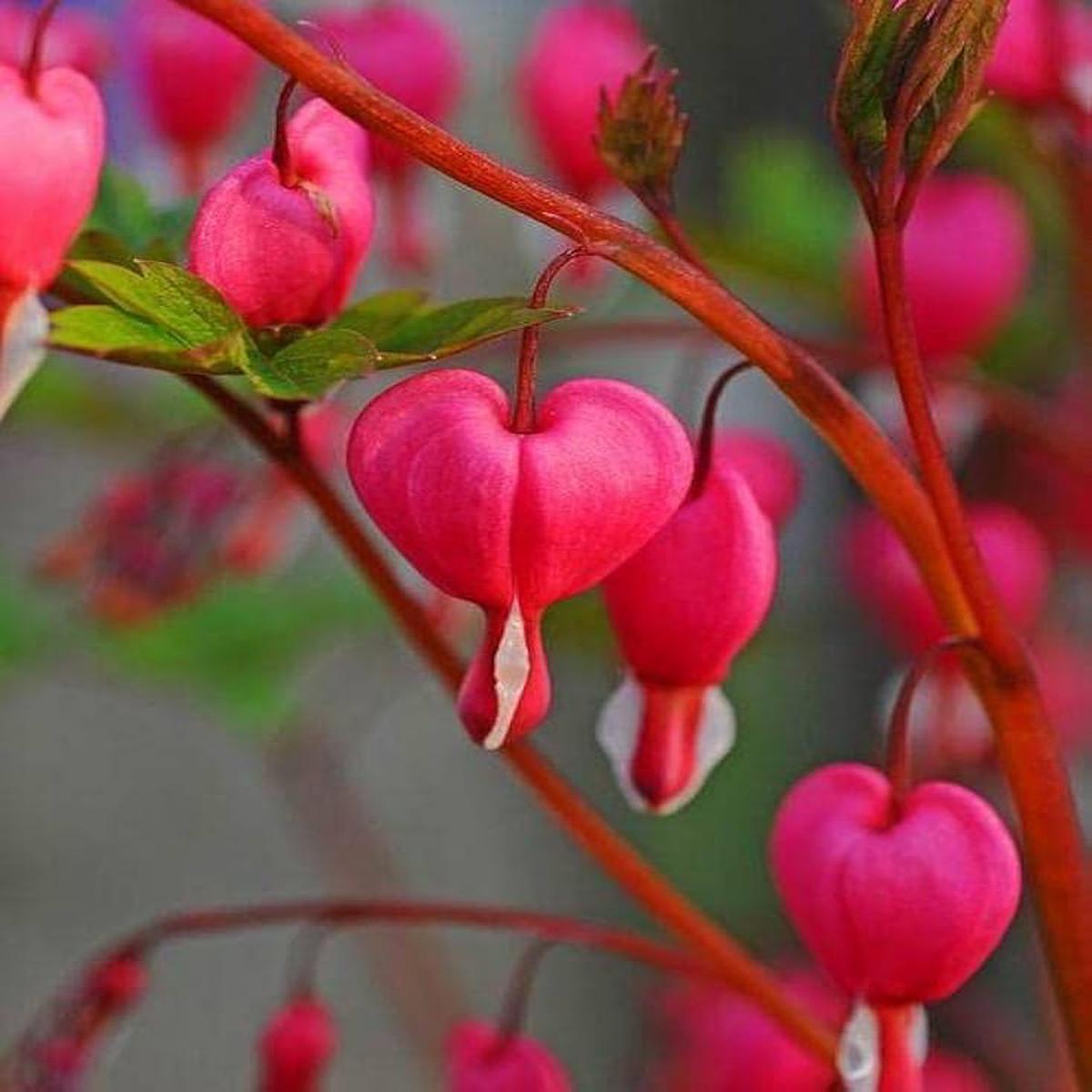 Pink Bleeding Heart Flower Seeds for Planting Heirloom, Non-GMO, High Germination Organic Garden Seeds