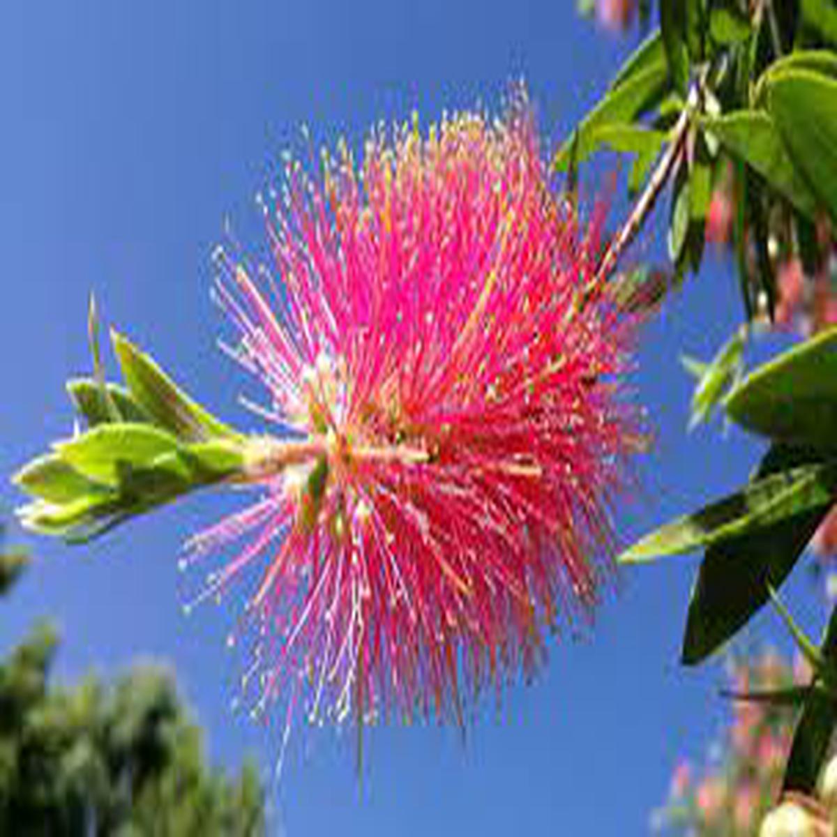 Pink Brush Callistemon Planting Seeds for Garden NON GMO Seeds