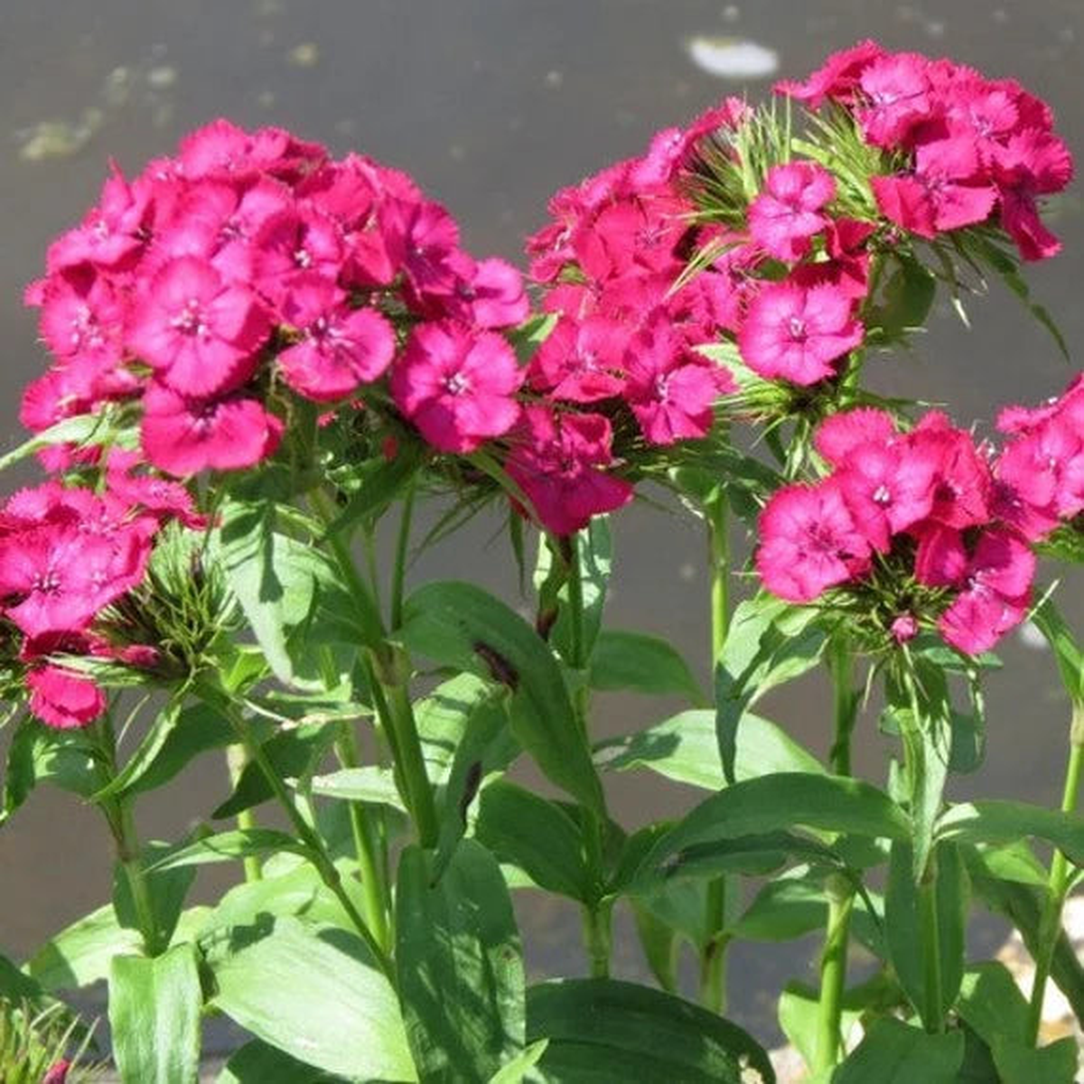 Pink Dianthus Flower Seeds for Planting 100 pcs, Heirloom, Non-GMO, Organic Garden Seeds