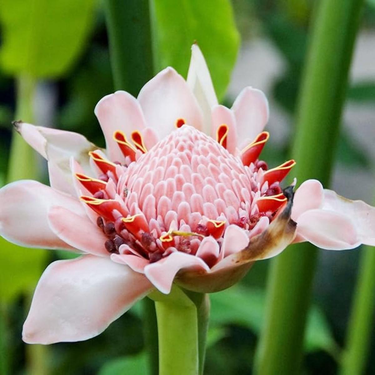 Pink Etlingera Elatior Flower Seeds for Planting Heirloom, Non-GMO, Easy to Grow, Tropical
