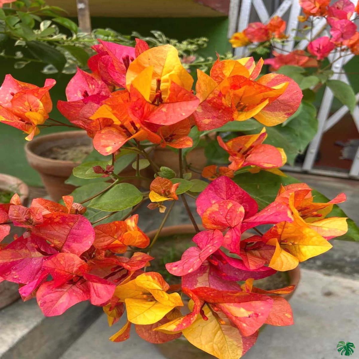 Pink Yellow Bougainvillea Seeds Flower seeds for Planting Colorful Display Heirloom & GMO Free Seeds for Home Garden